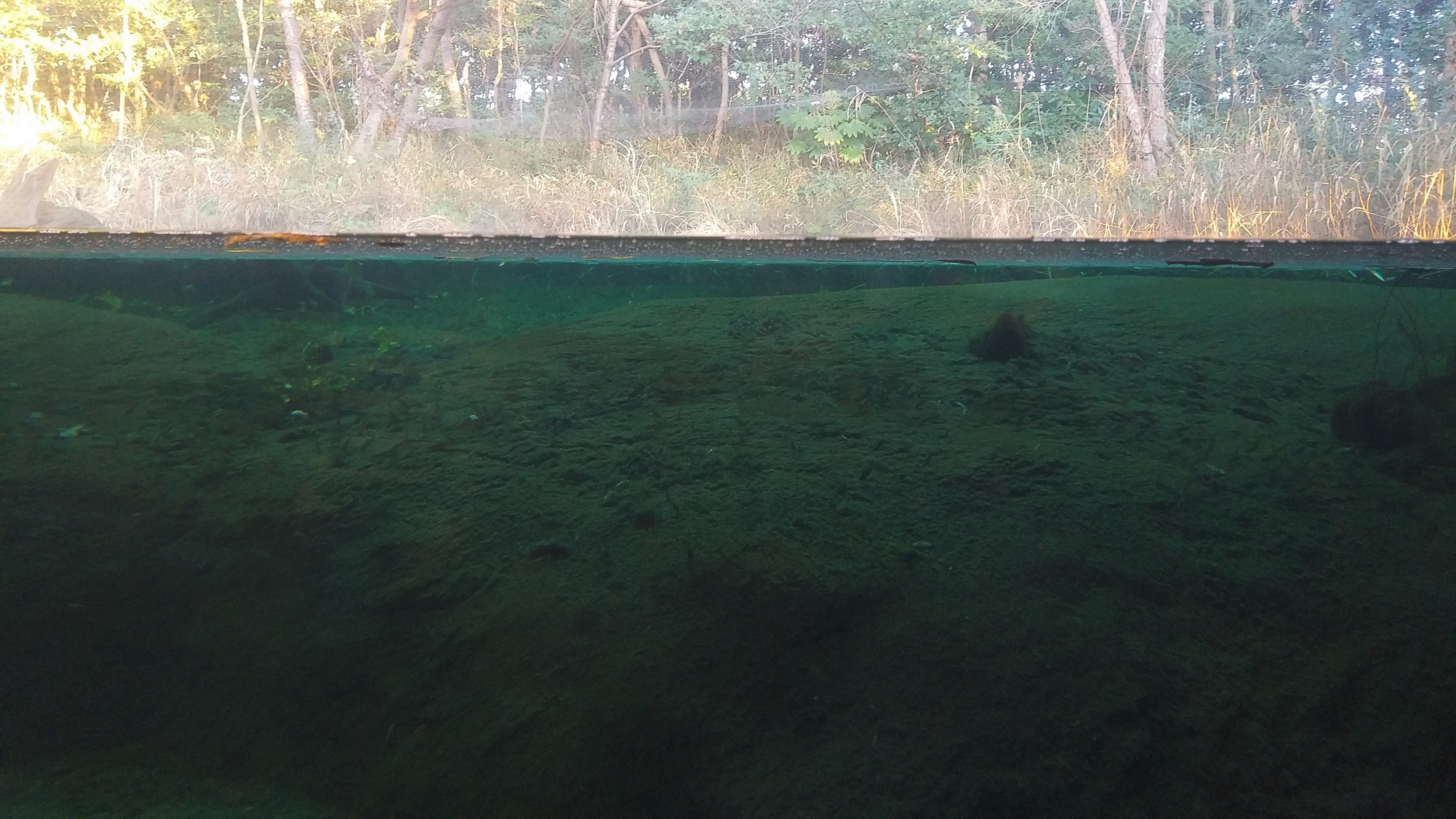 Japanese Pool Exhibit - Underwater View