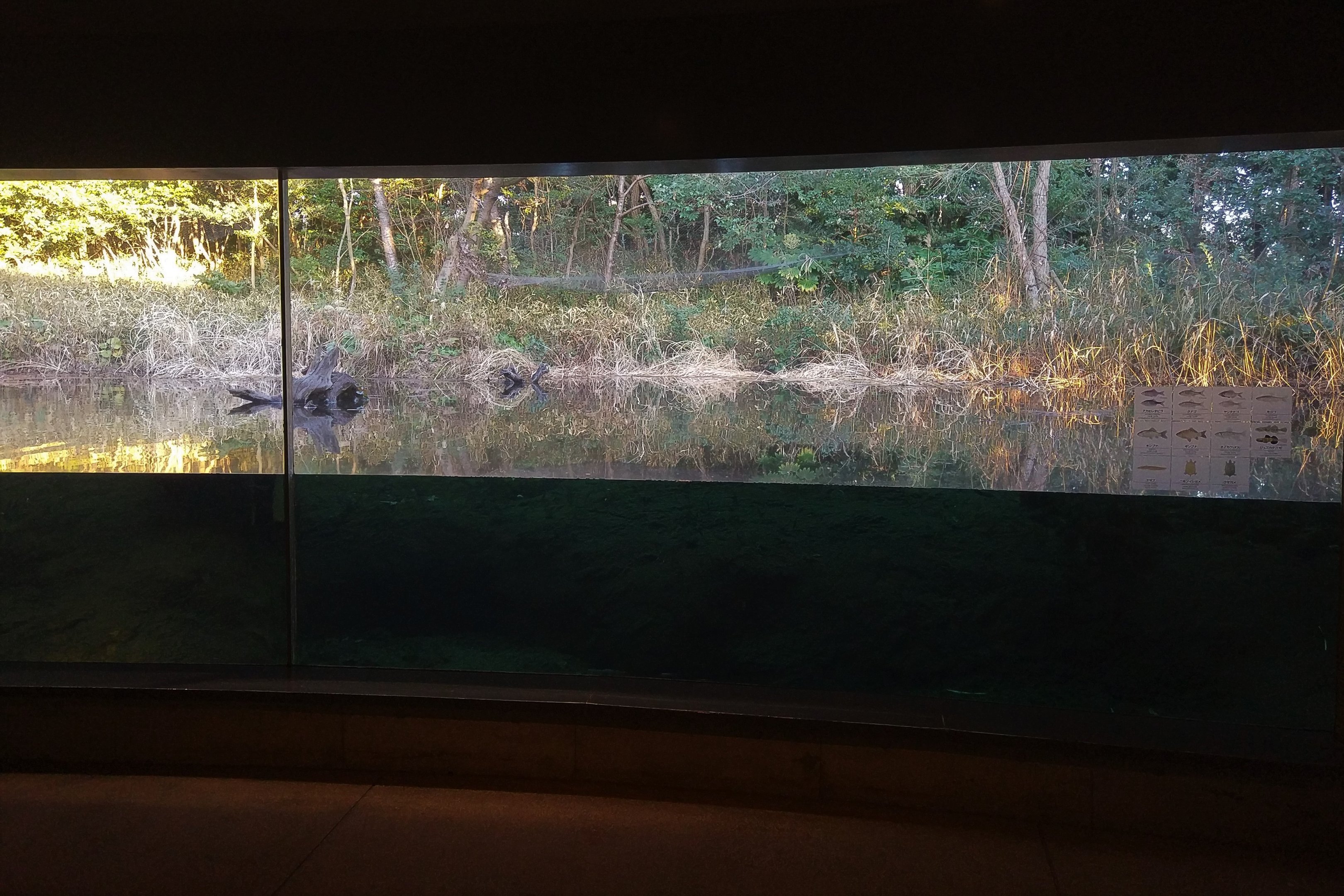 Japanese Pool Exhibit