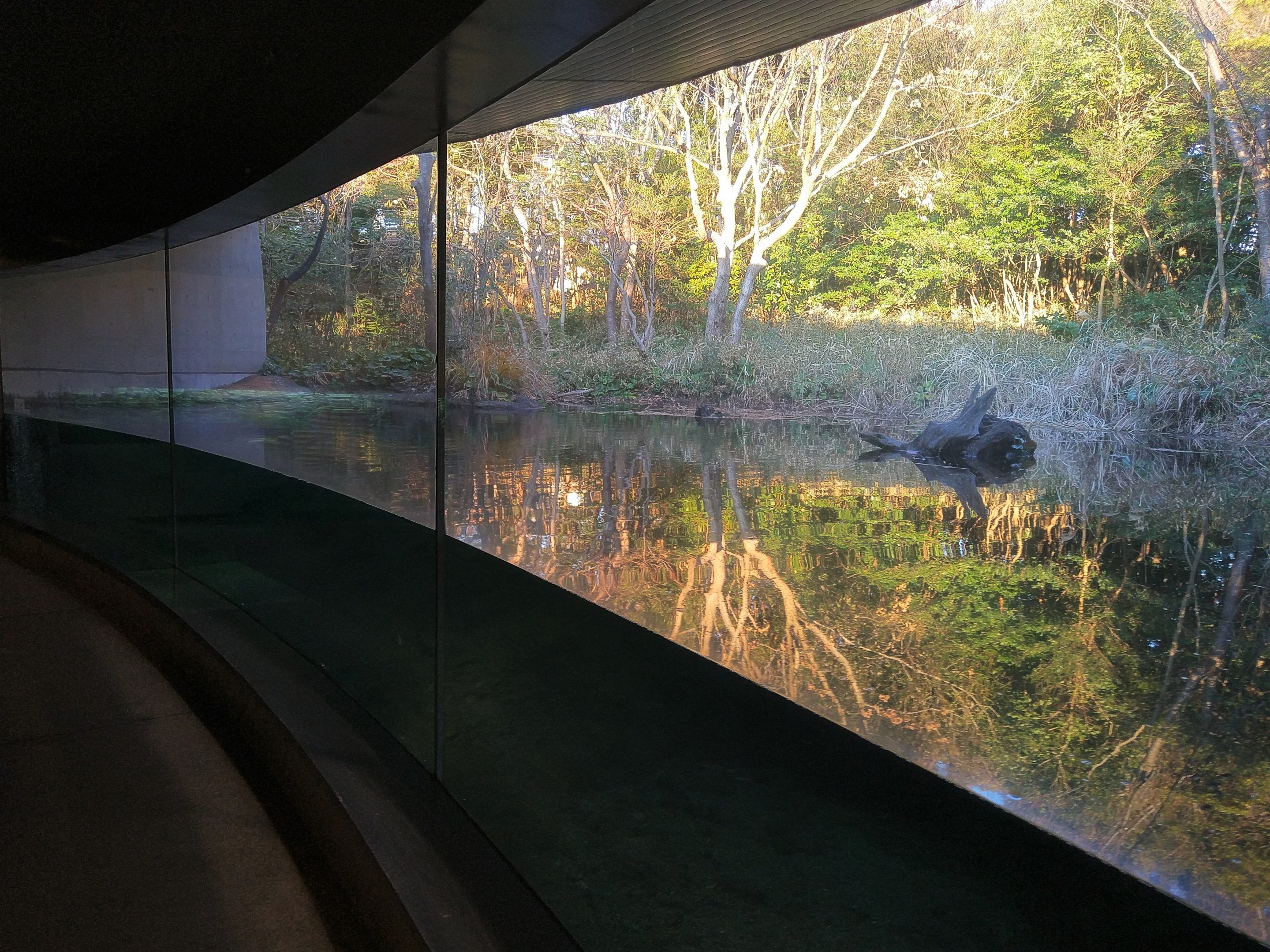 Japanese Pool Exhibit