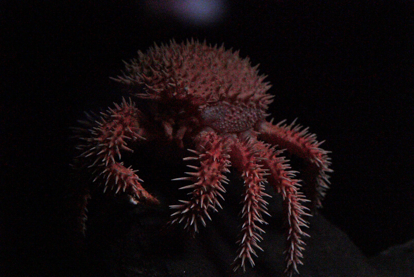 Japanese Porcupine Crab (Paralomis histrix)