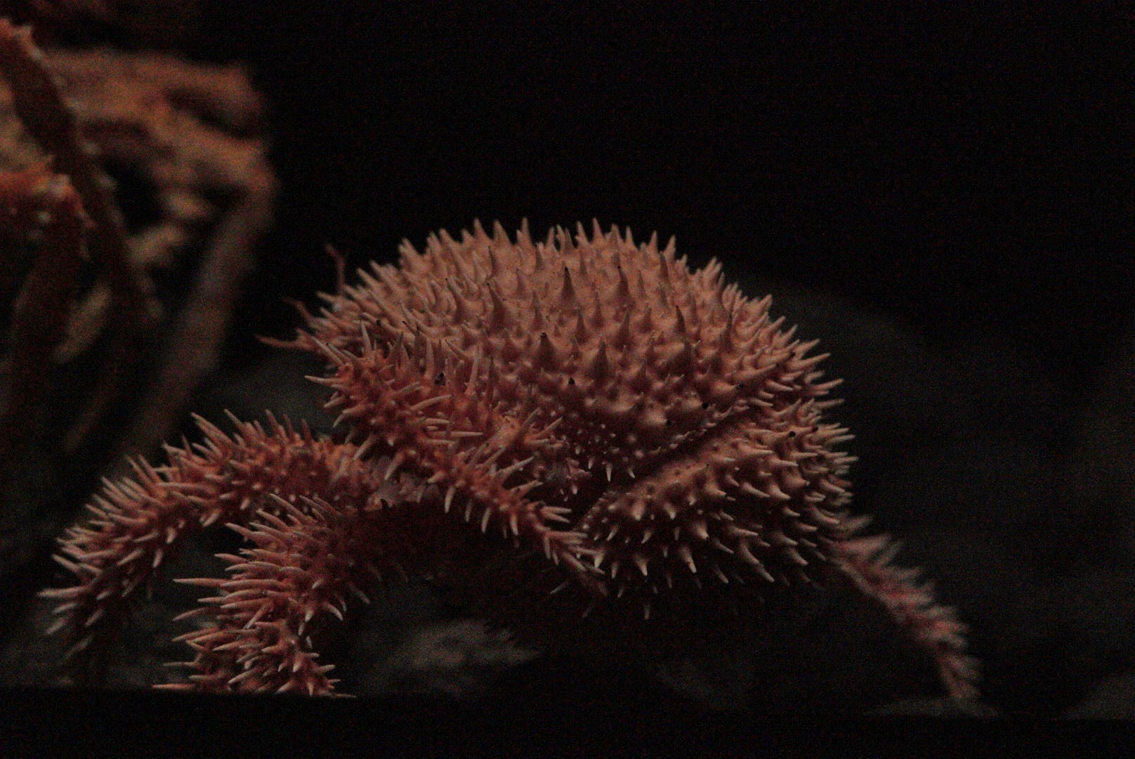 Japanese Porcupine Crab (Paralomis histrix)