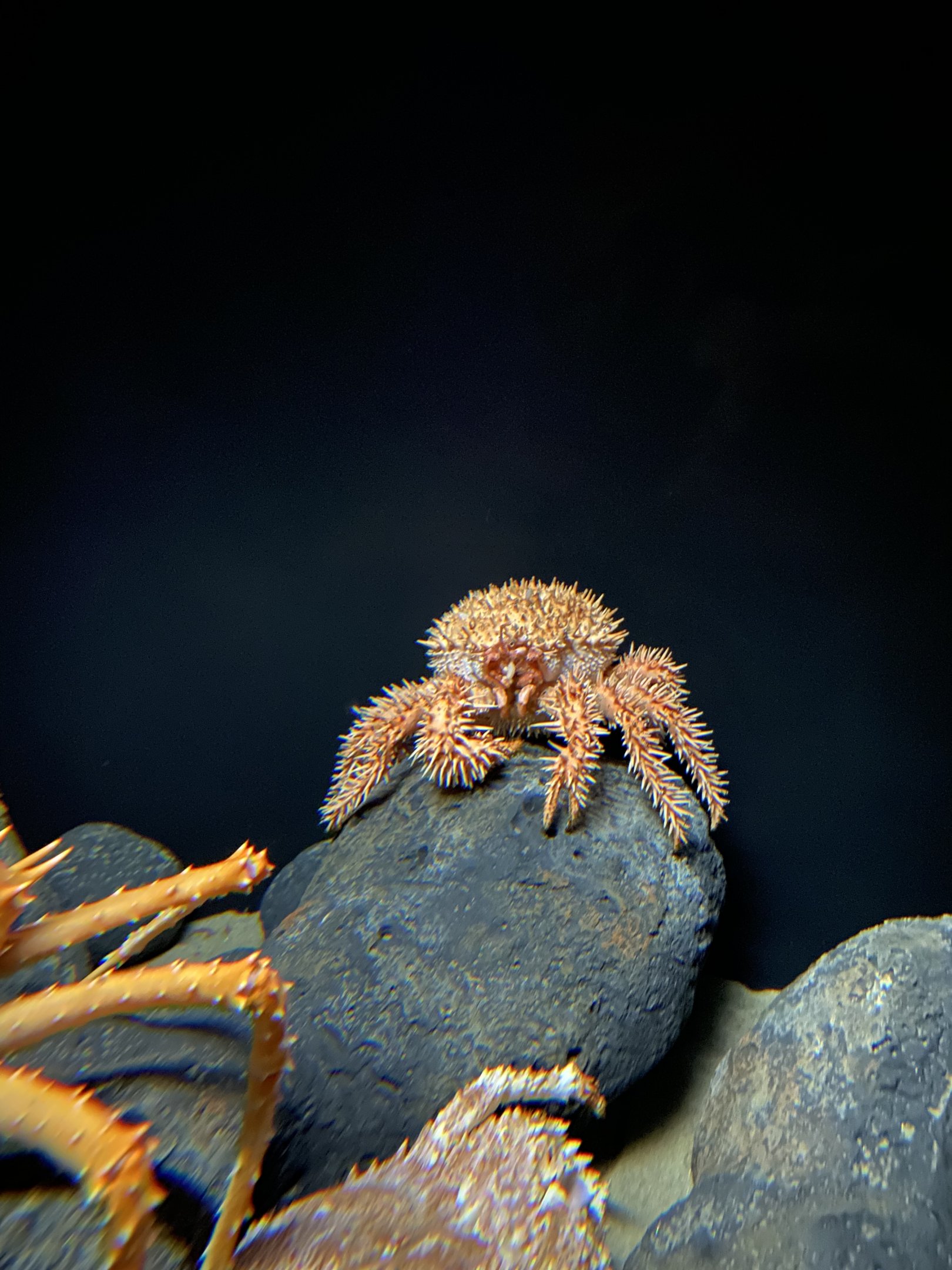 Japanese Porcupine Crab