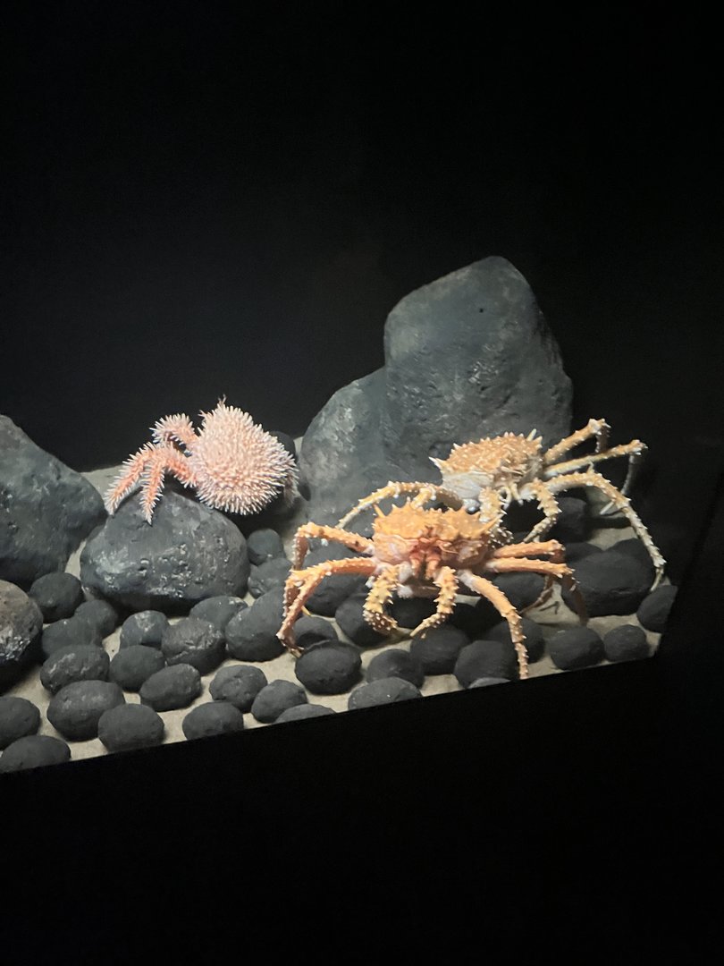 Japanese Porcupine Crab