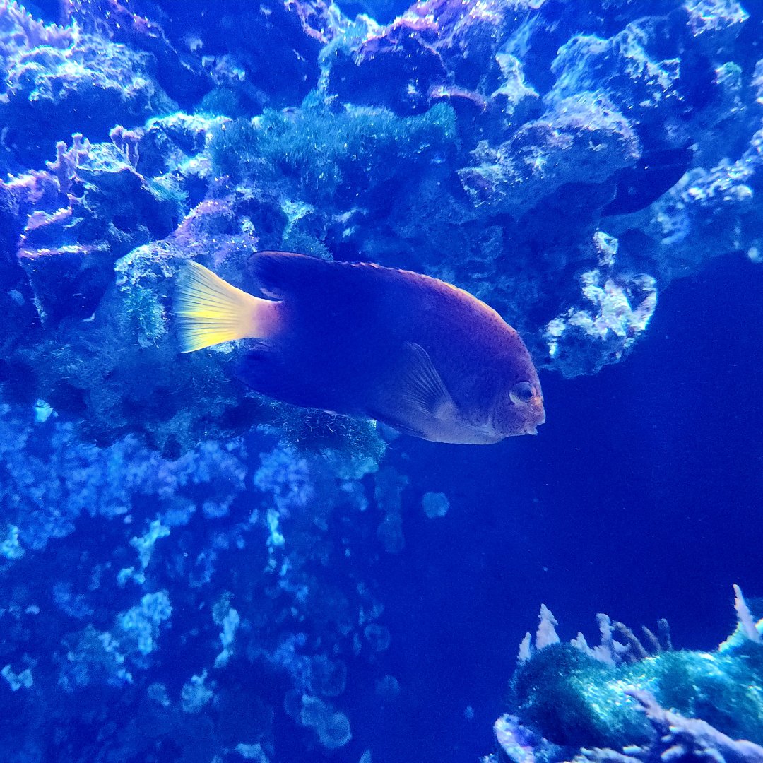 Japanese Pygmy Angelfish (Centropyge interrupta)