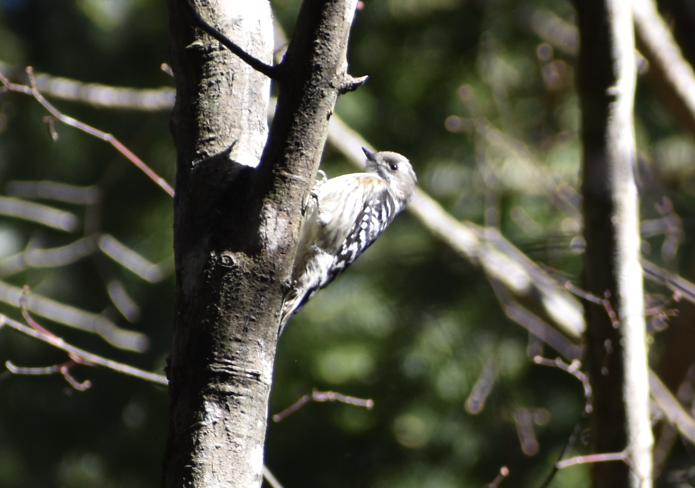 Japanese Pygmy Woodpecker ~ Karuizawa