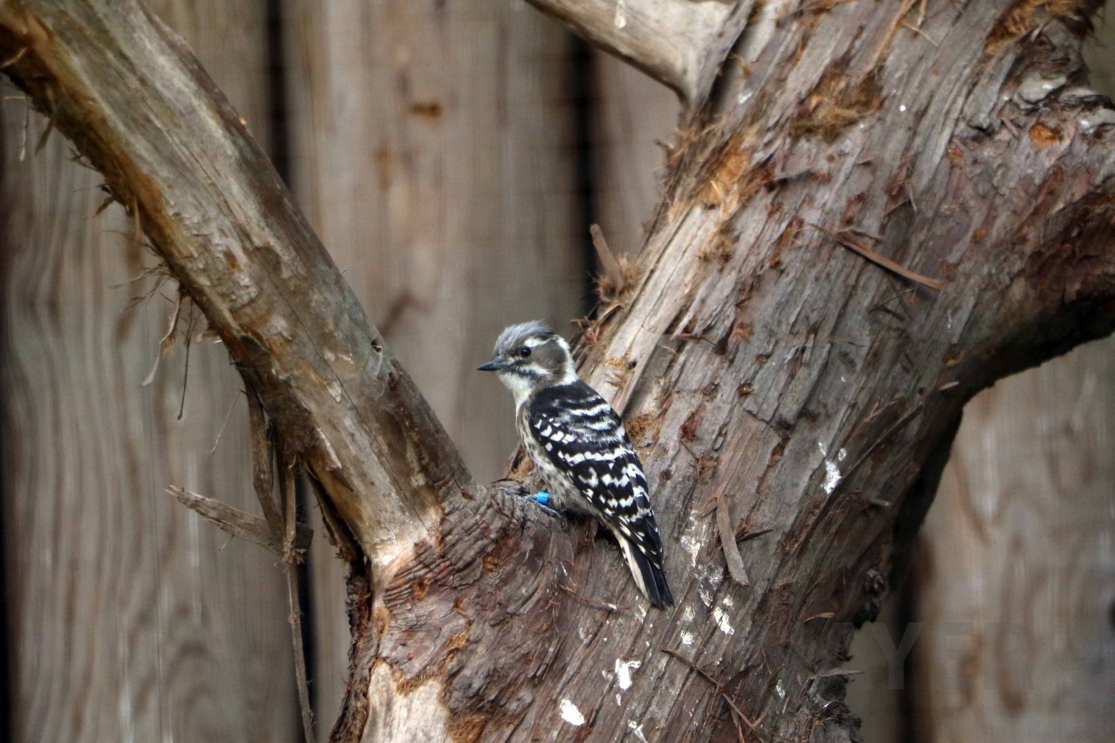 Japanese pygmy woodpecker, October 2017
