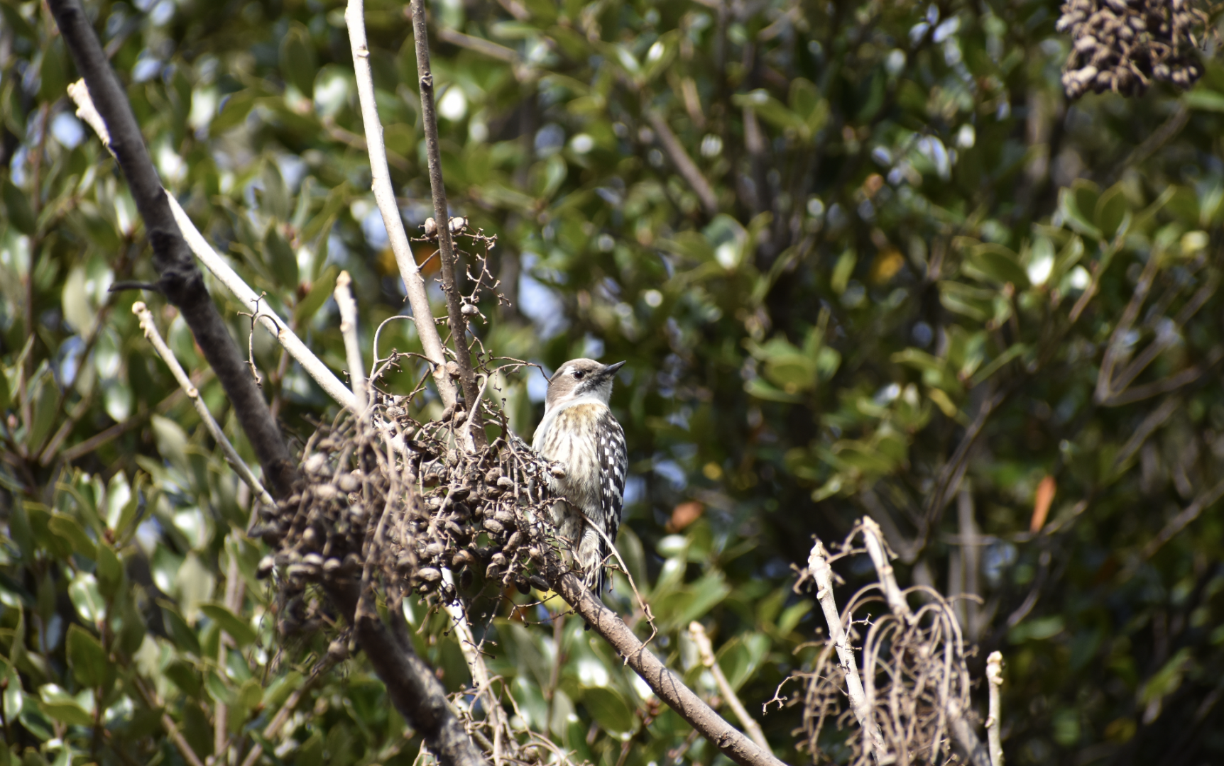 Japanese Pygmy Woodpecker ~ Tokyo Port Wild Bird Park