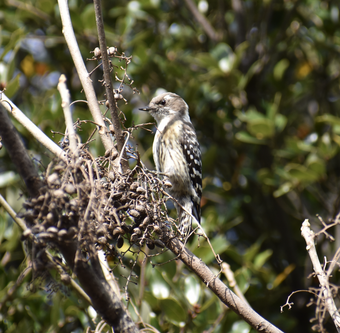 Japanese Pygmy Woodpecker ~ Tokyo Port Wild Bird Park