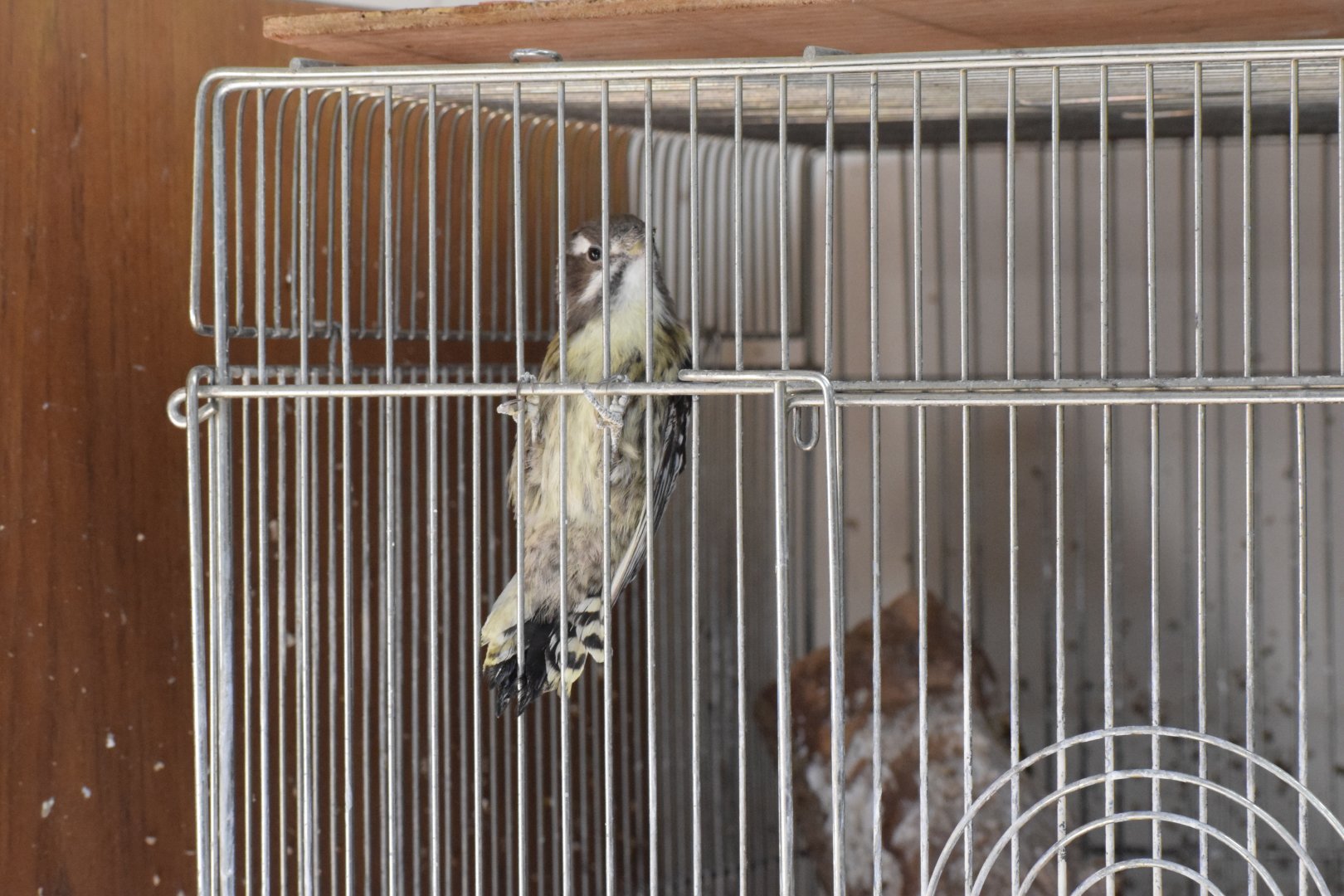 Japanese pygmy woodpecker - Toyohashi Zoo