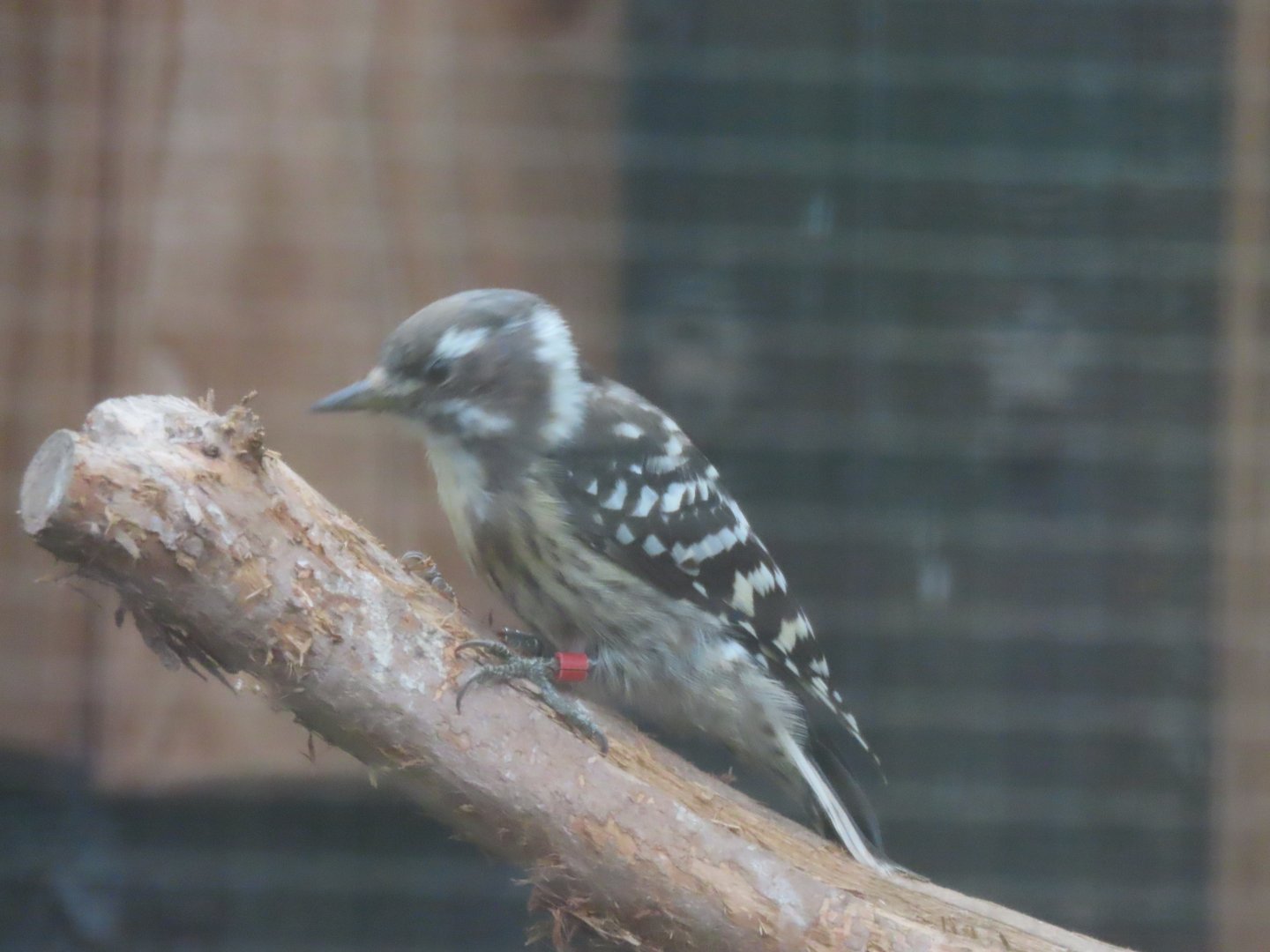 Japanese pygmy woodpecker