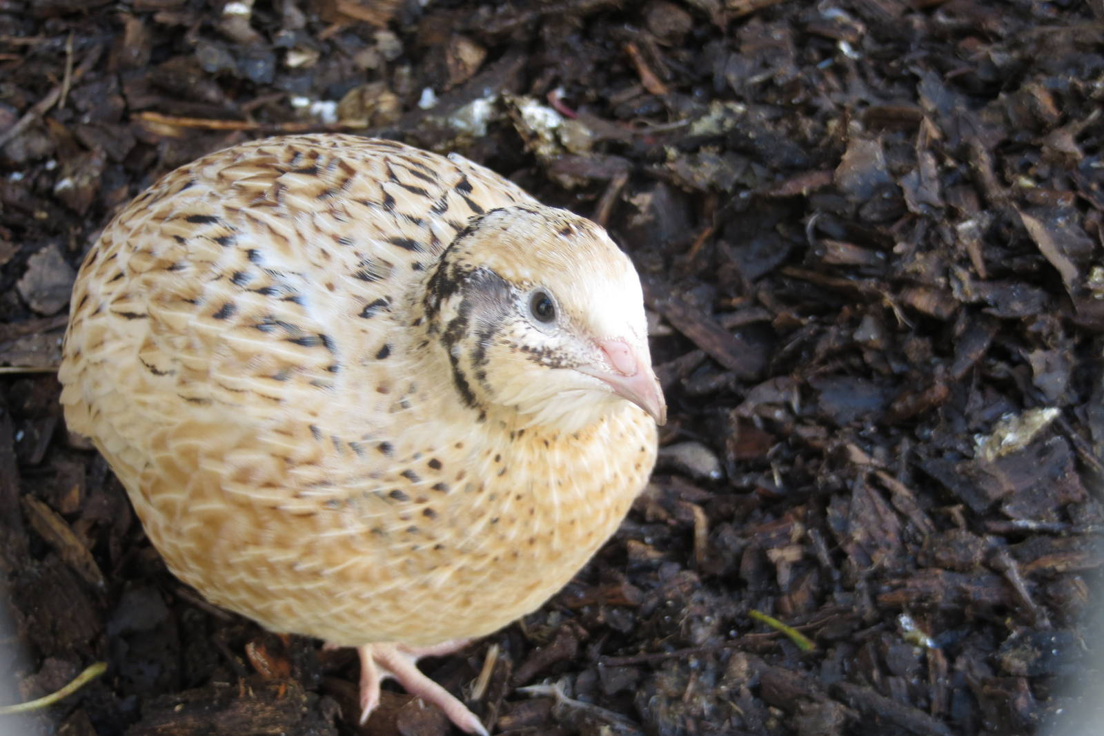 Japanese Quail 10/14