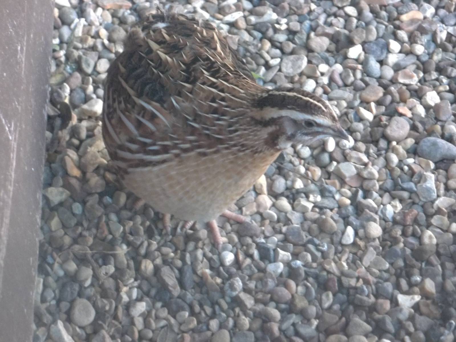 Japanese Quail, 24th January 2015