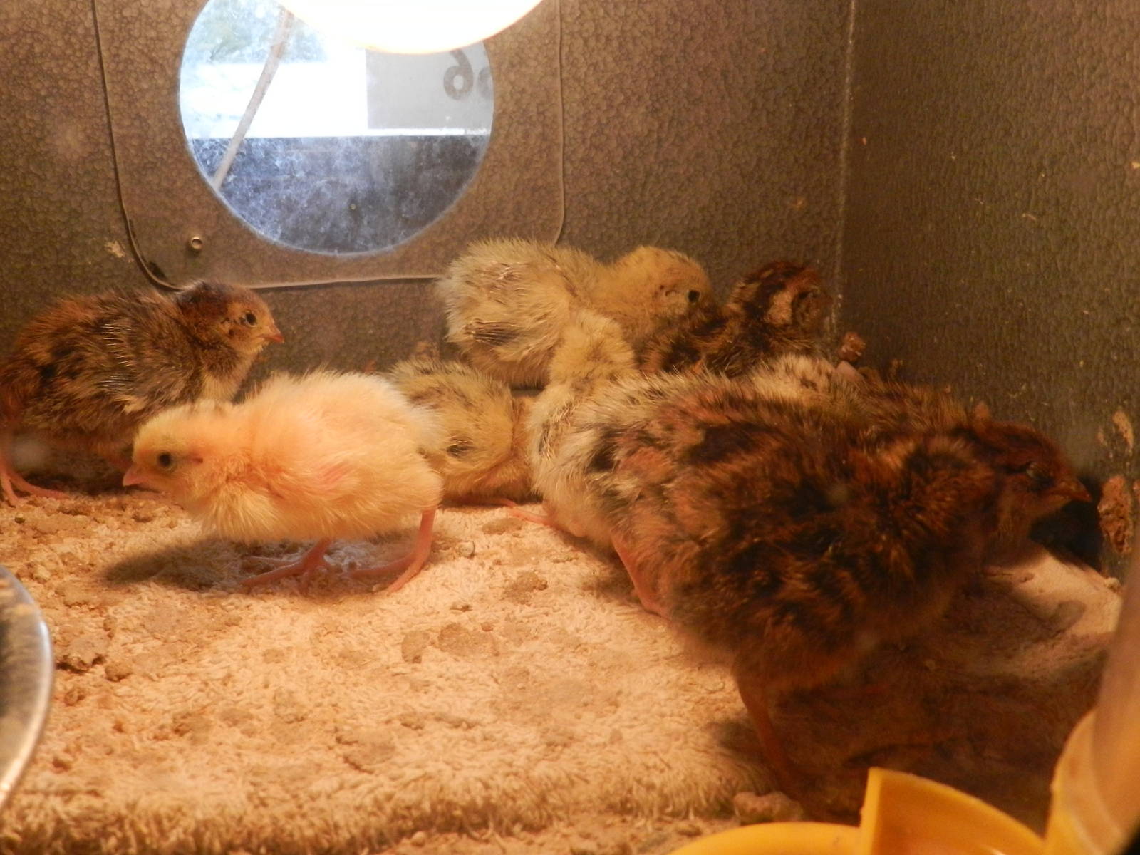 Japanese Quail chicks, Nga Manu