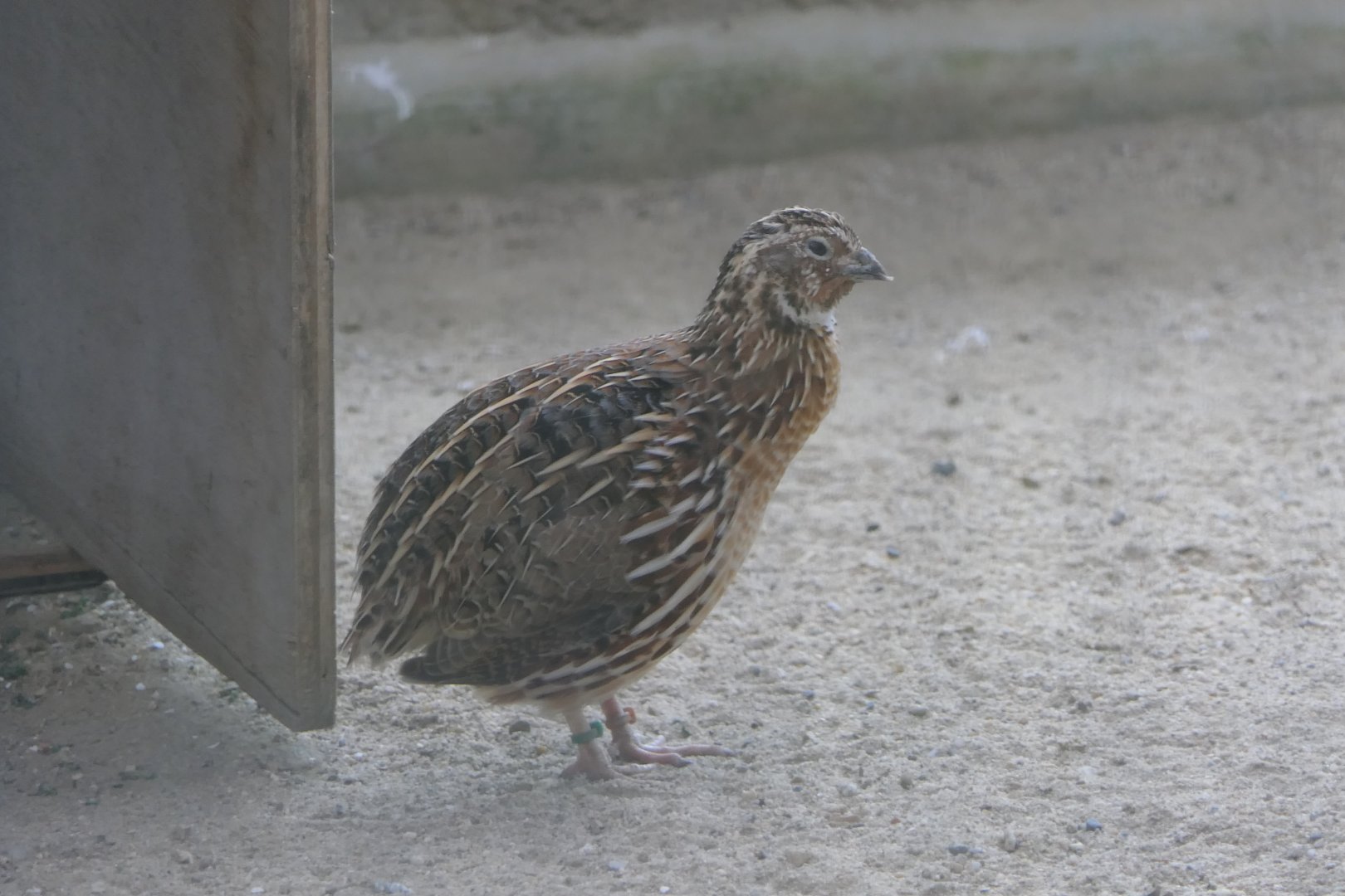 Japanese Quail (Coturnix japonica)