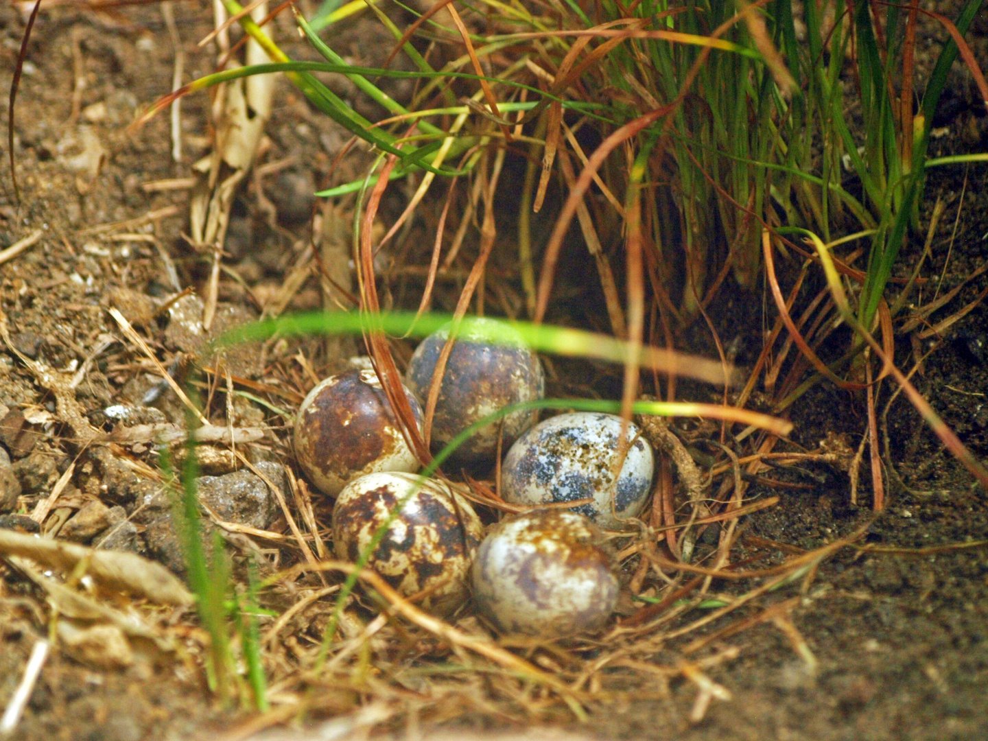 Japanese quail nest