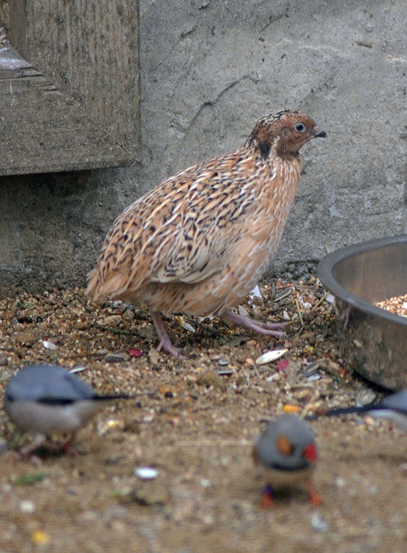Japanese Quail
