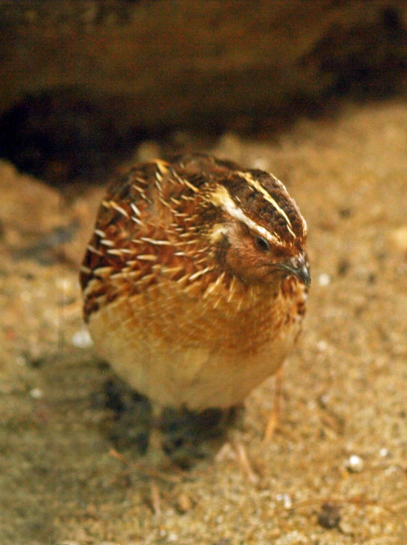 Japanese quail
