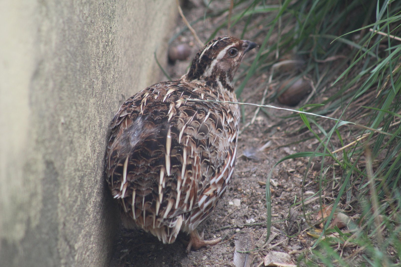 Japanese Quail