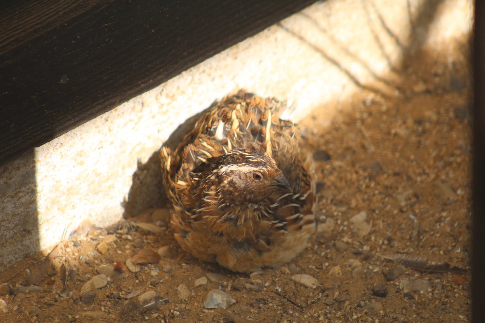 Japanese Quail