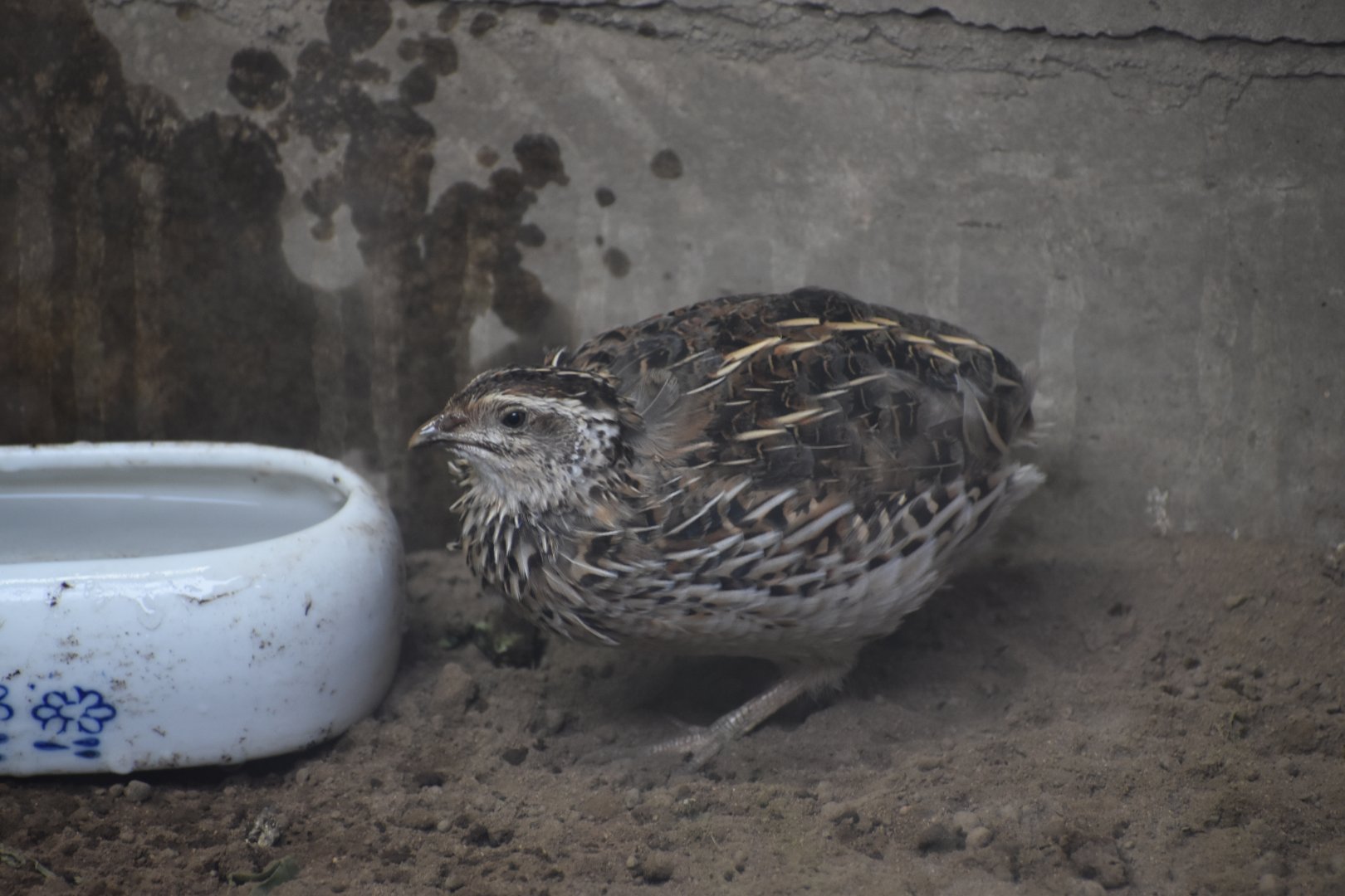 Japanese Quail