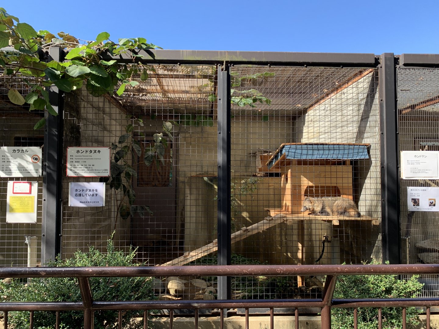 Japanese Raccoon Dog Enclosure (Himeji City Zoo)