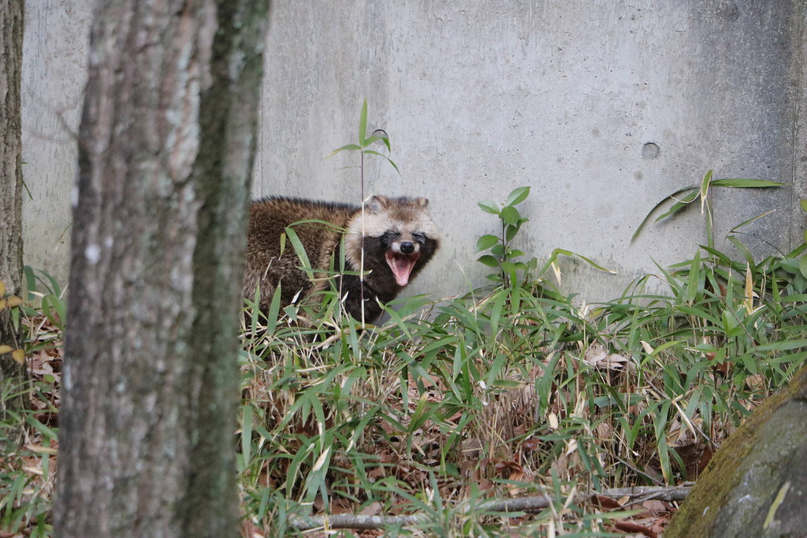 Japanese raccoon dog, February 2016