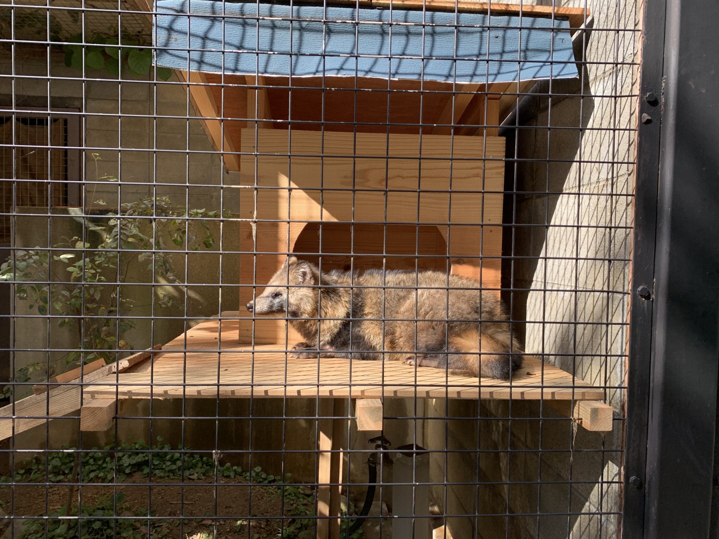 Japanese Raccoon Dog (Himeji City Zoo)