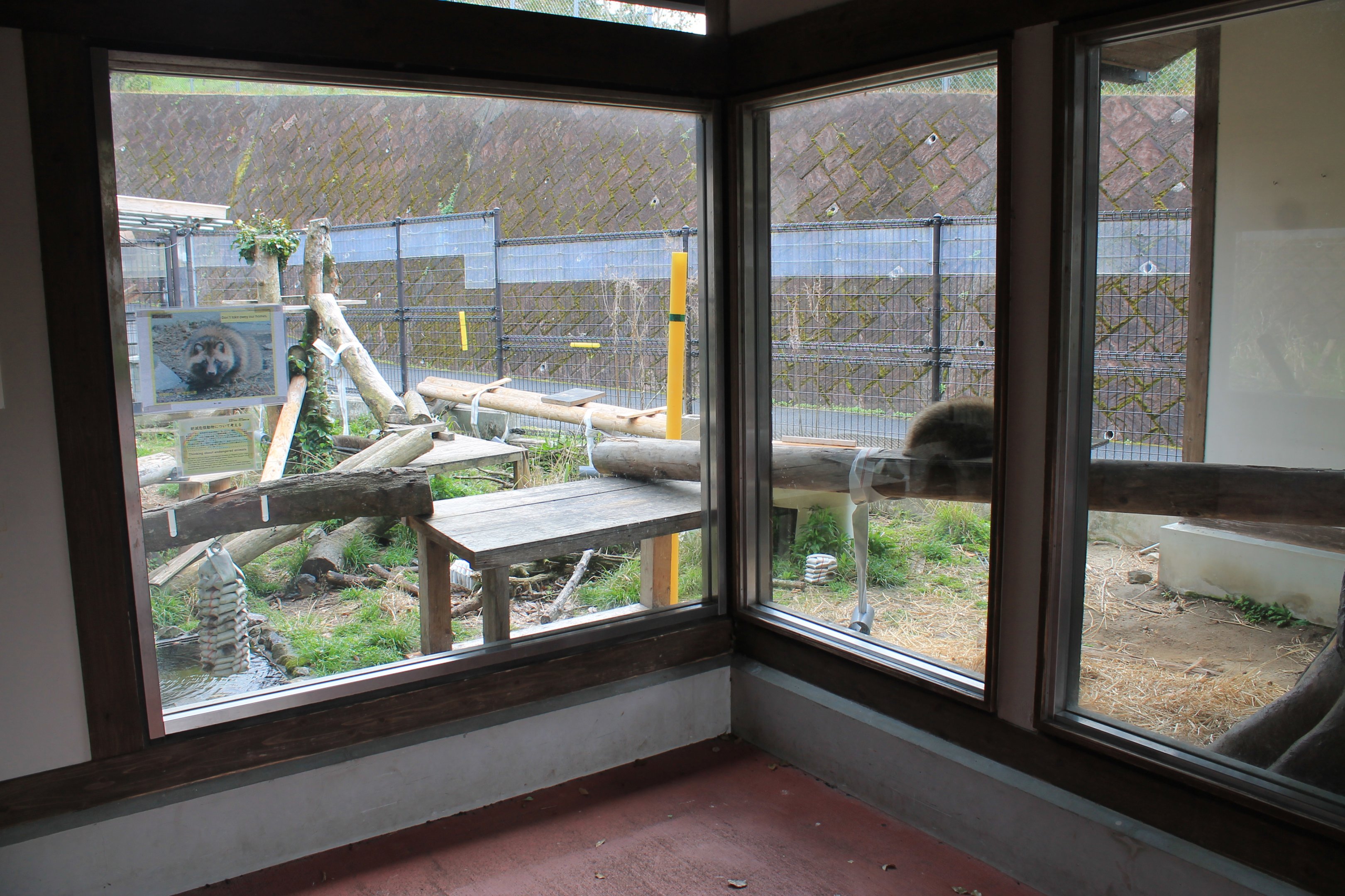 Japanese Raccoon Dog - Hirakawa Zoo (Kagoshima)