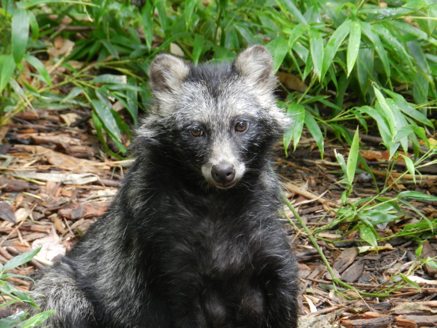 Japanese Raccoon Dog (Nyctereutes procyonoides viverrinus) at Zoo Atlanta, USA