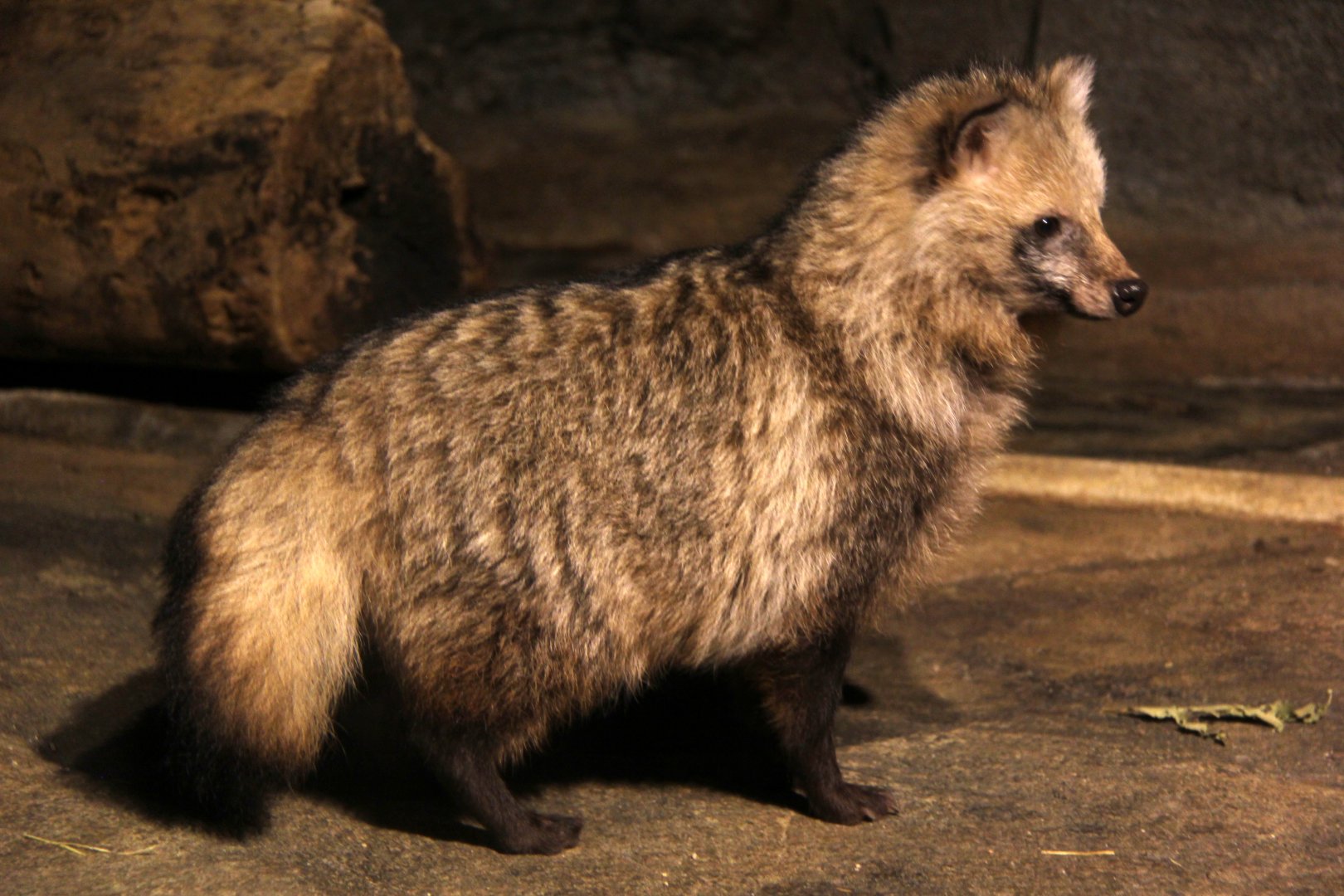 Japanese raccoon dog (Nyctereutes procyonoides viverrinus)