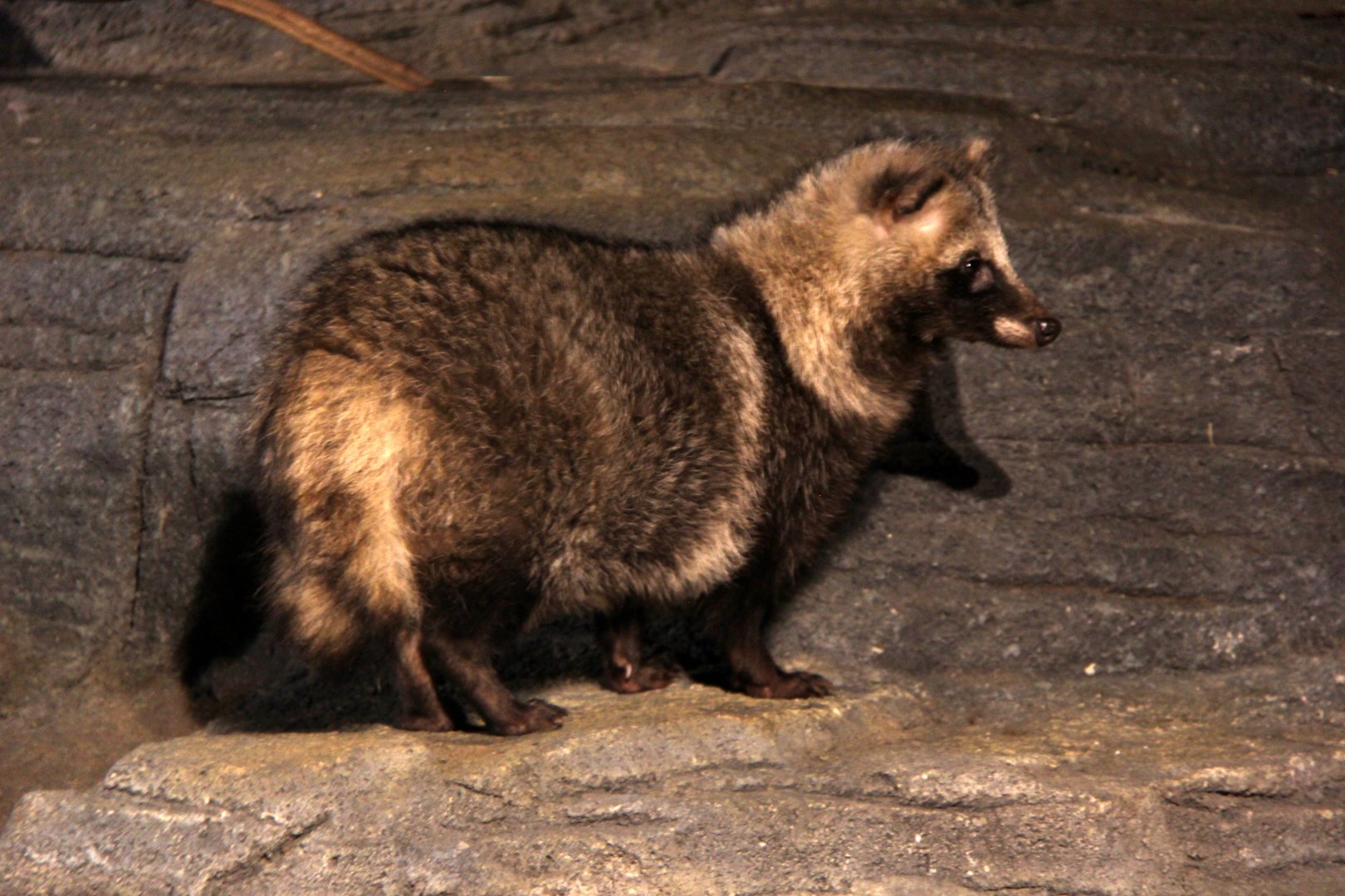 Japanese raccoon dog (Nyctereutes procyonoides viverrinus)