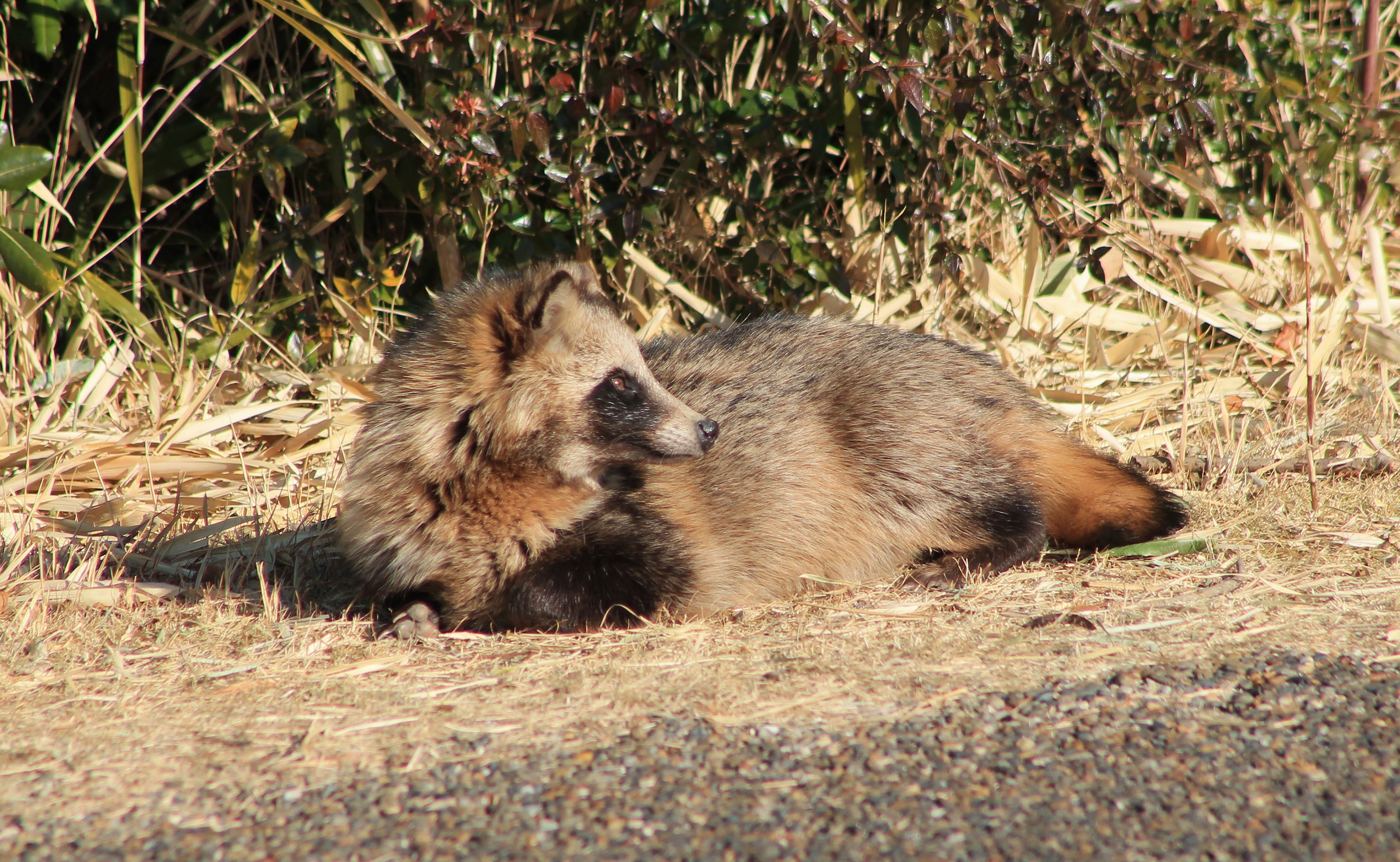 Japanese Raccoon Dog (Nyctereutes viverrinus)
