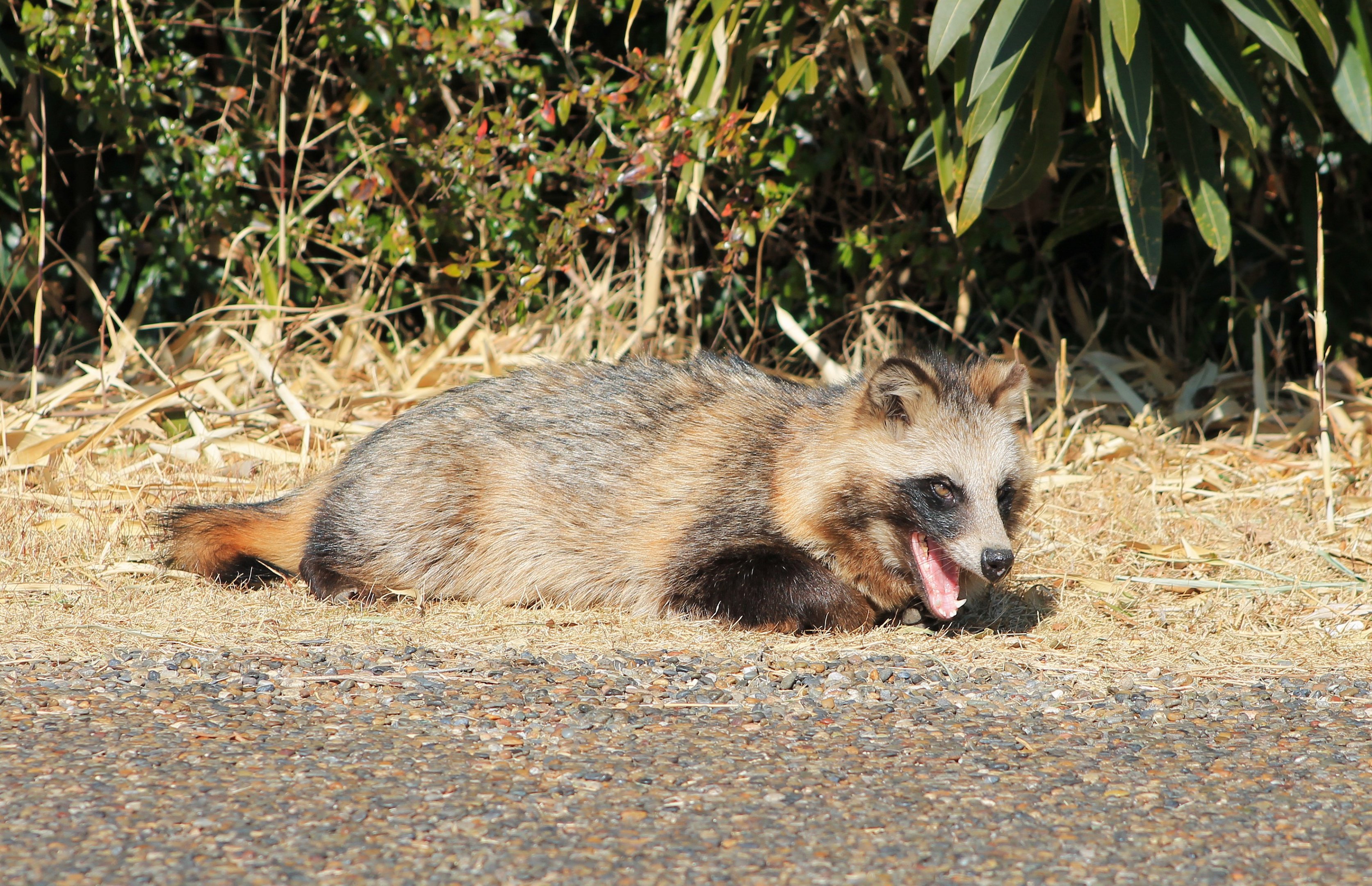Japanese Raccoon Dog (Nyctereutes viverrinus)