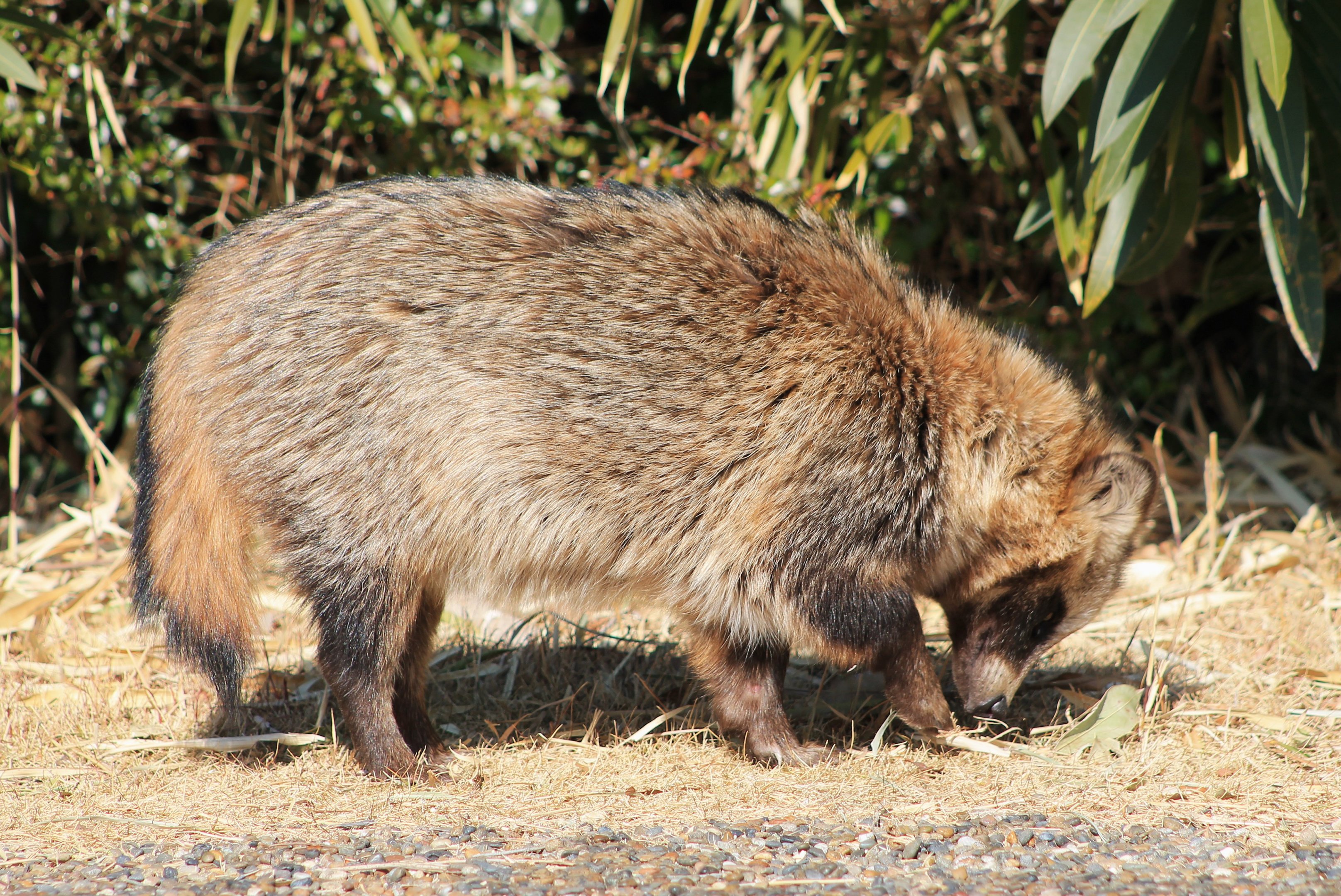 Japanese Raccoon Dog (Nyctereutes viverrinus)