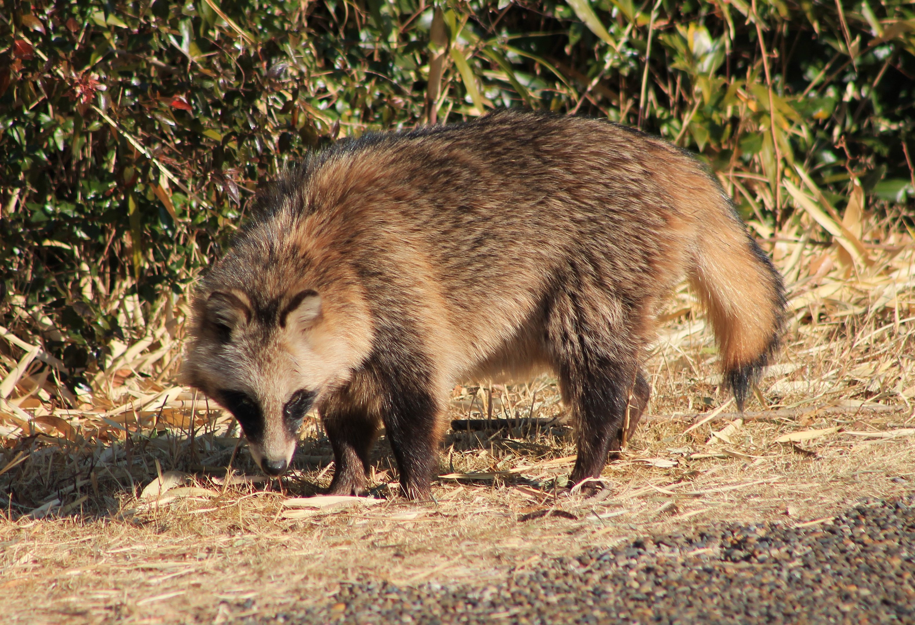 Japanese Raccoon Dog (Nyctereutes viverrinus)