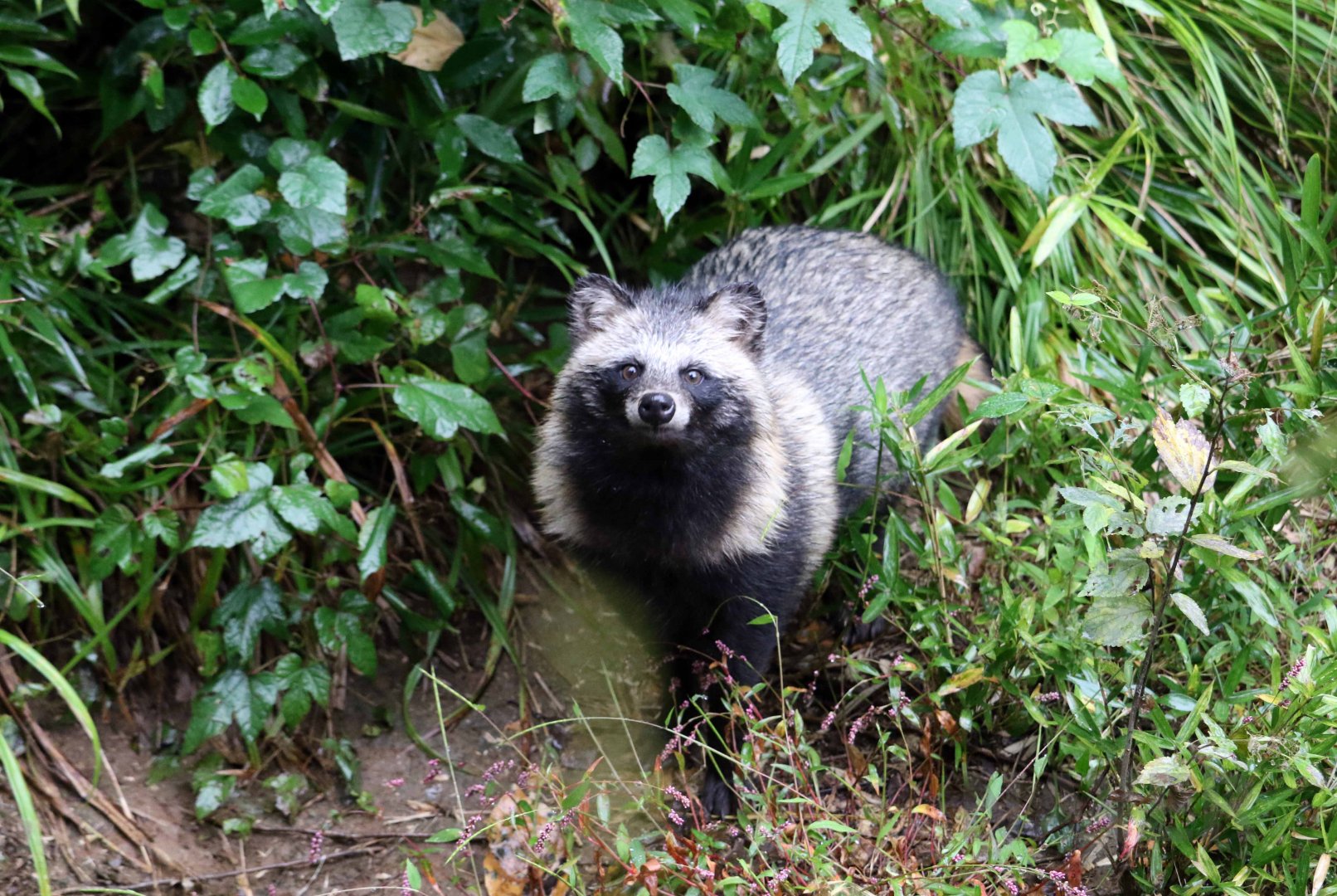 Japanese raccoon dog, October 2017