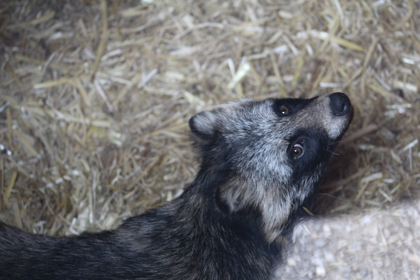 Japanese Raccoon Dog