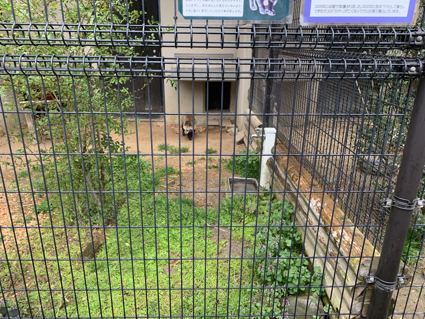 Japanese Raccoon Dog