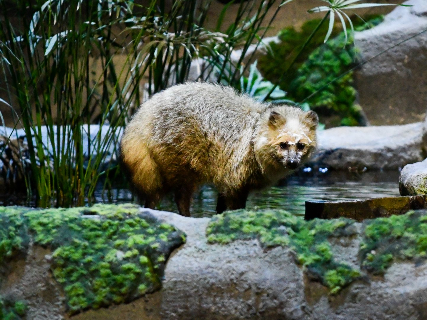 Japanese Raccoon Dog