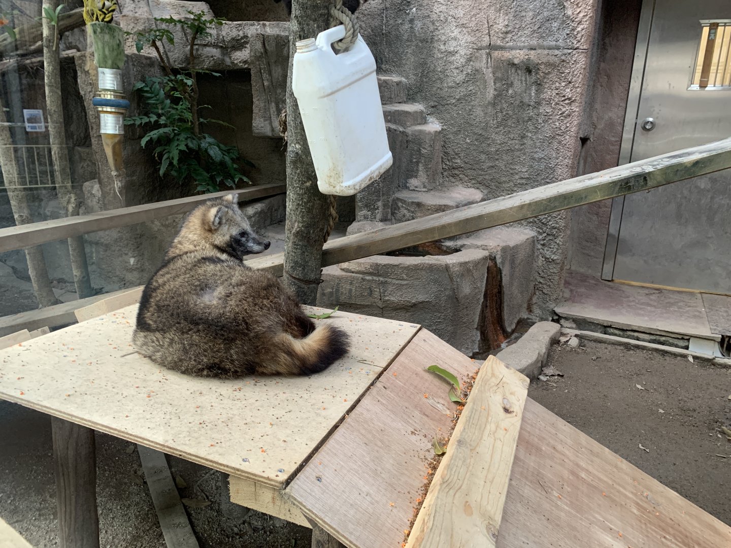 Japanese Raccoon Dog