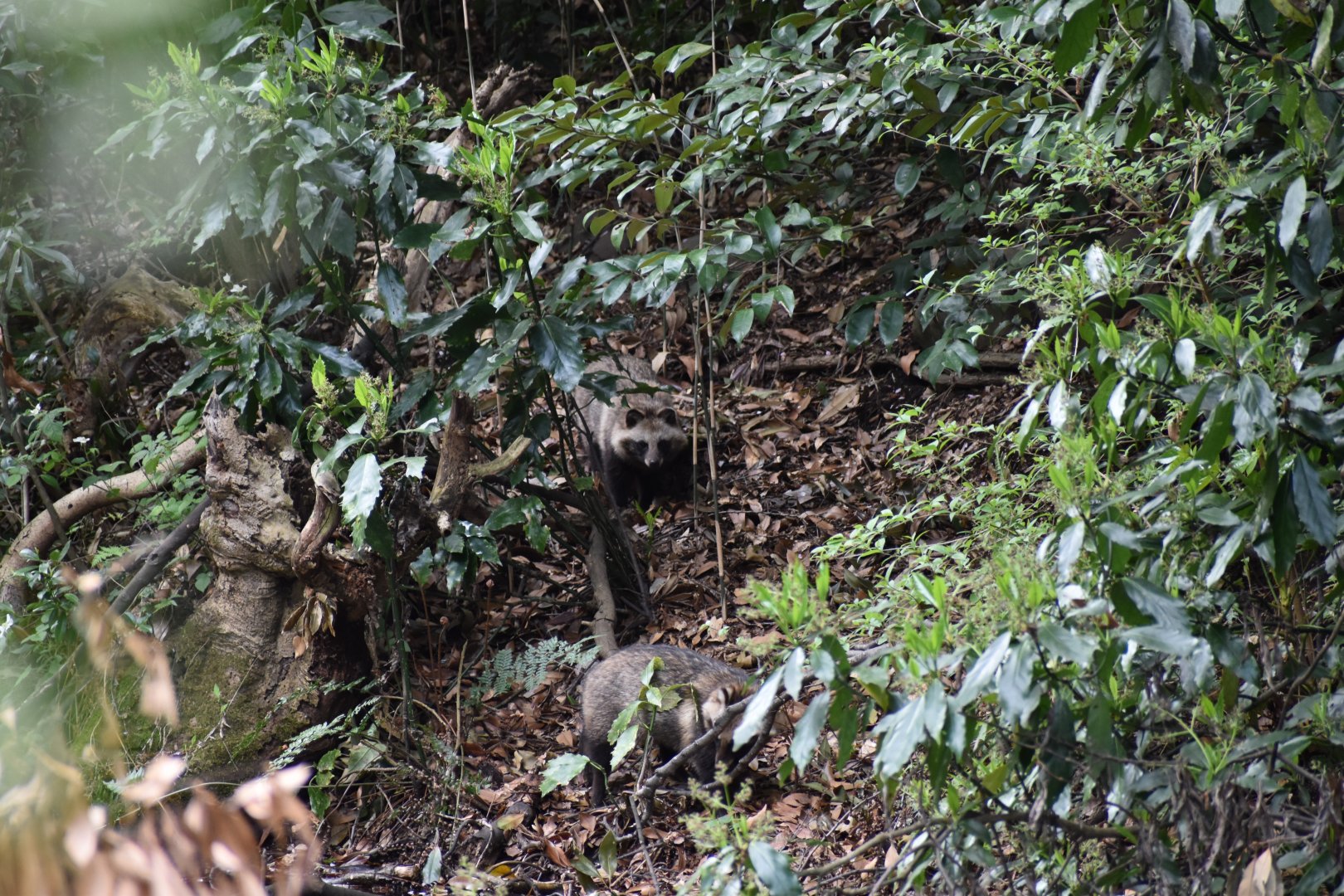 Japanese Raccoon Dogs ~ Meguro Institute of Nature Study