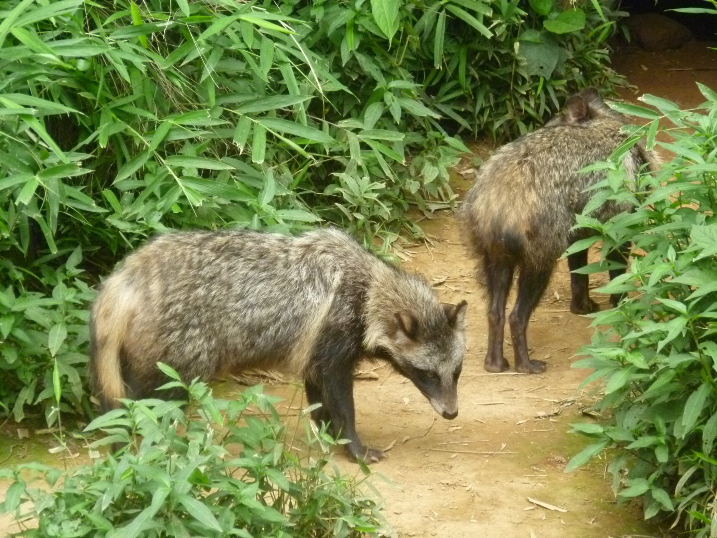 Japanese raccoon dogs