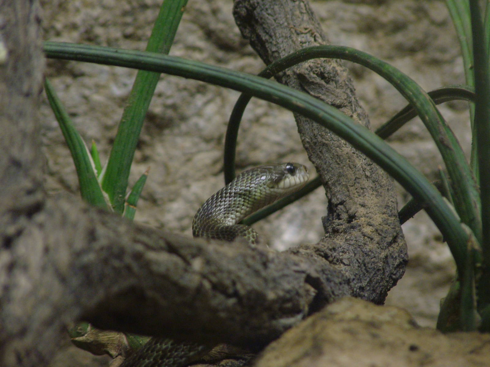 Japanese Rat Snake at Tierpark Berlin, 01/09/11