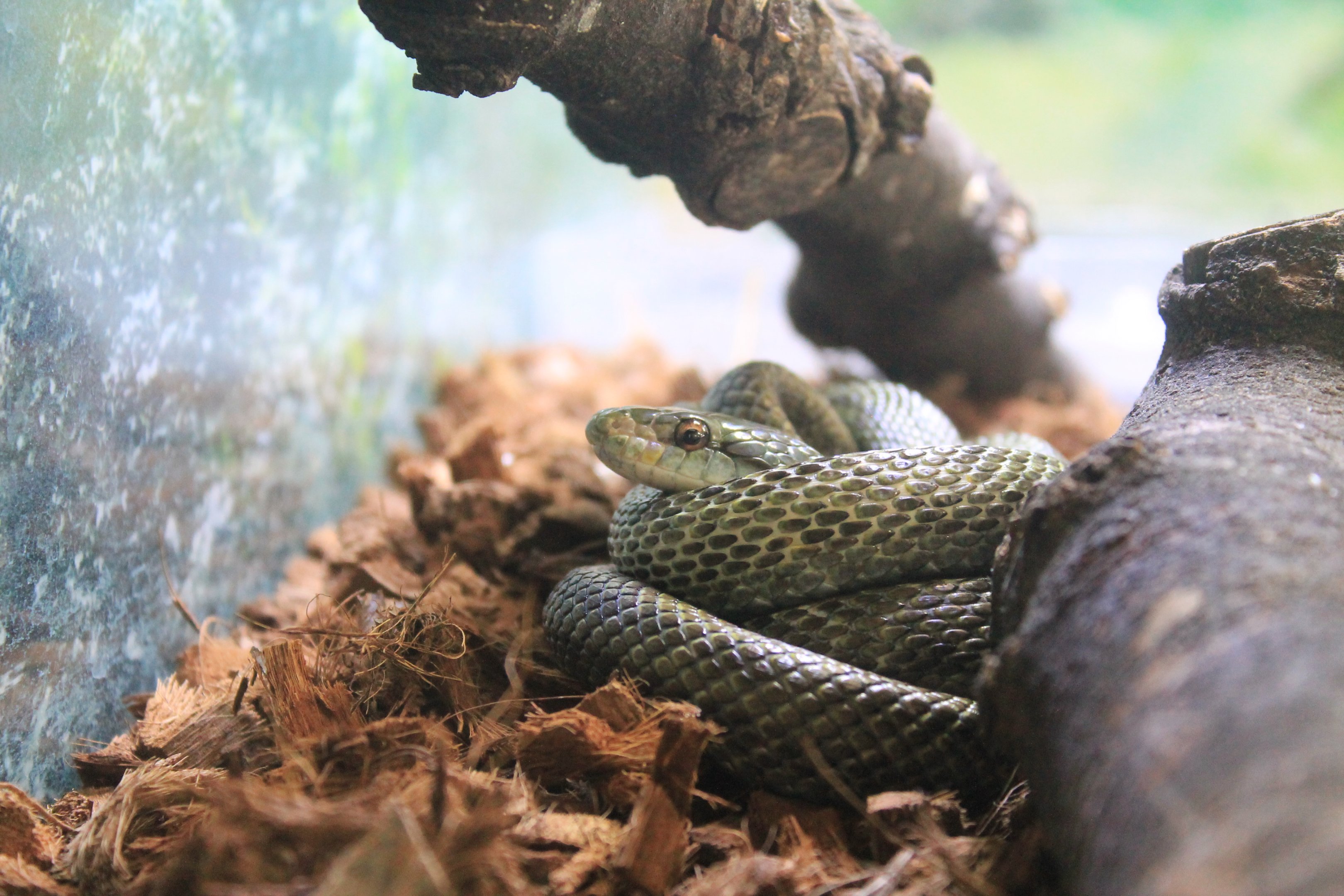 Japanese Rat Snake (Elaphe climacophora)
