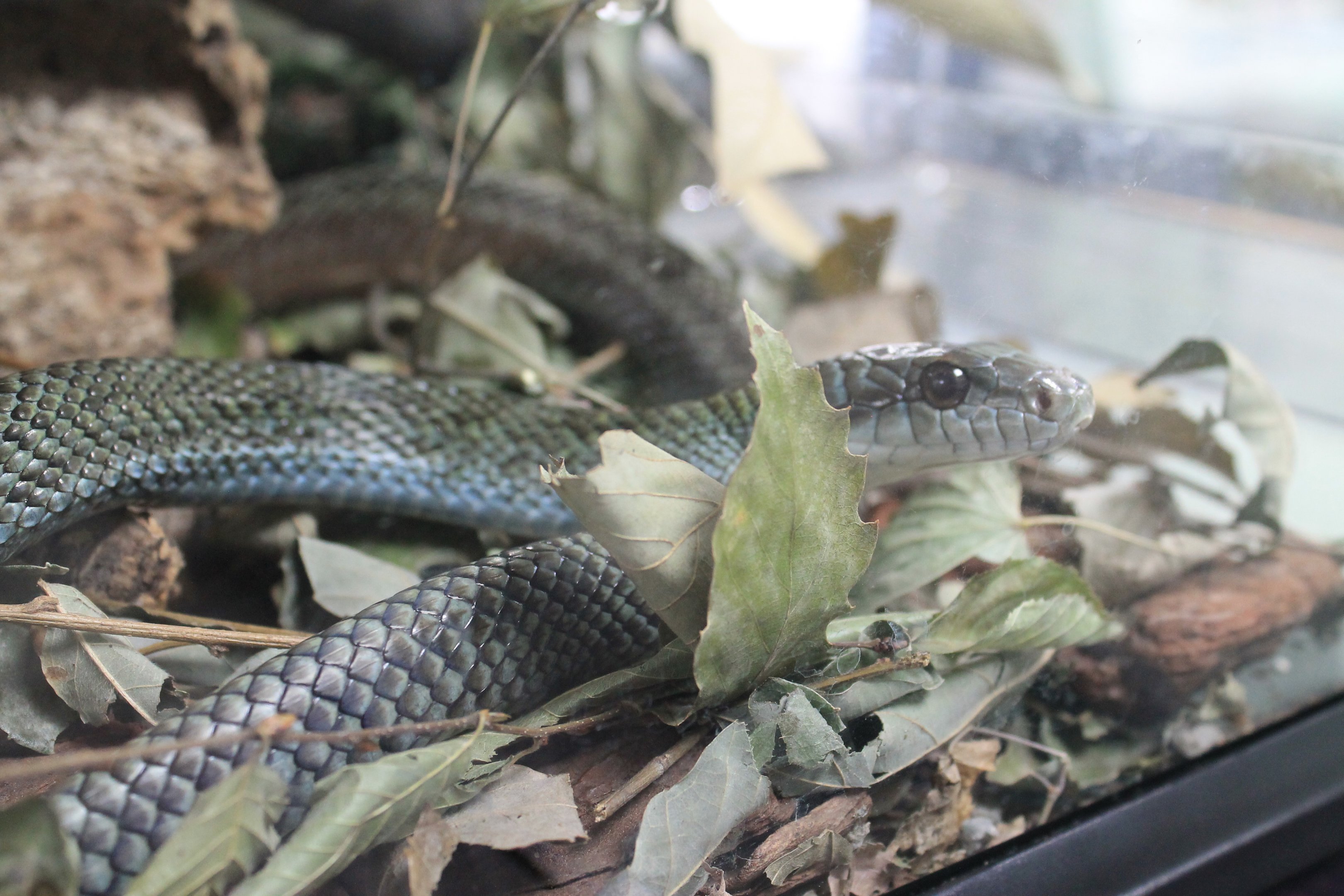 Japanese Rat Snake (Elaphe climacophora)