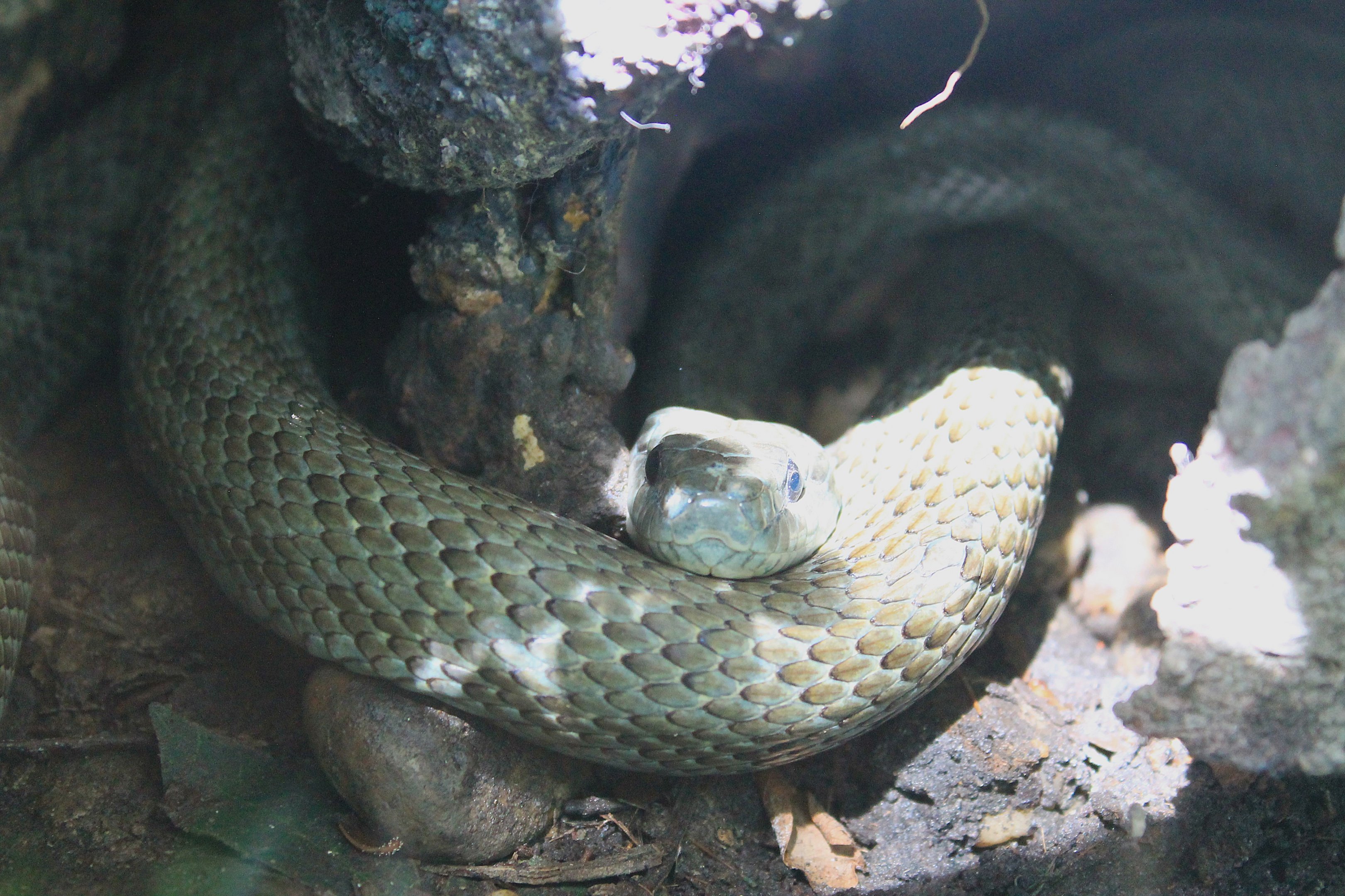 Japanese Rat Snake (Elaphe climacophora)