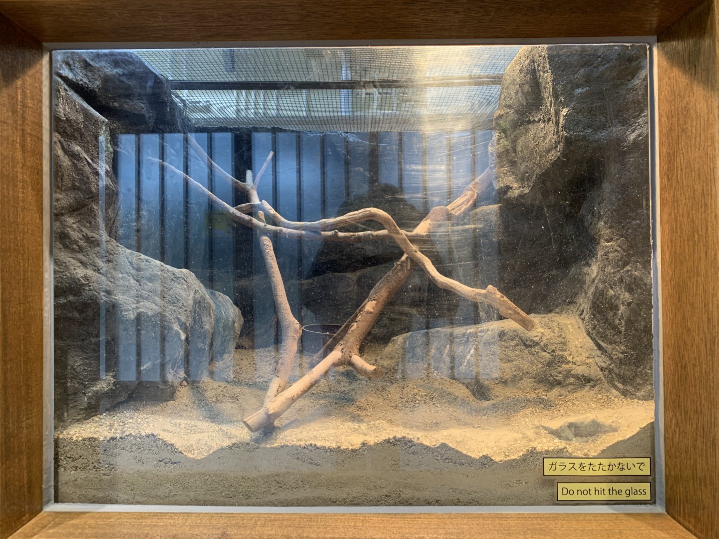 Japanese Rat Snake Exhibit