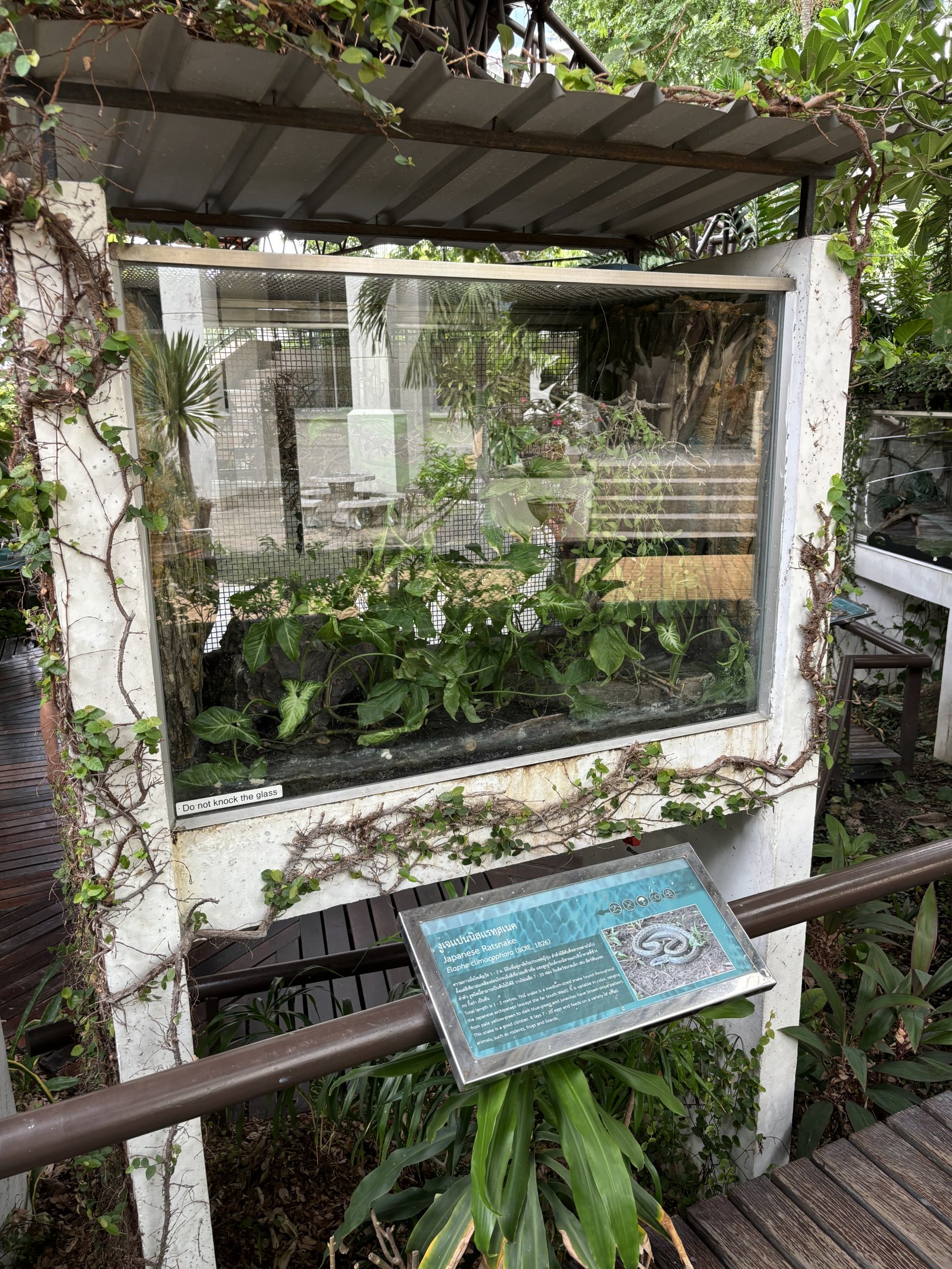 Japanese Rat Snake Exhibit