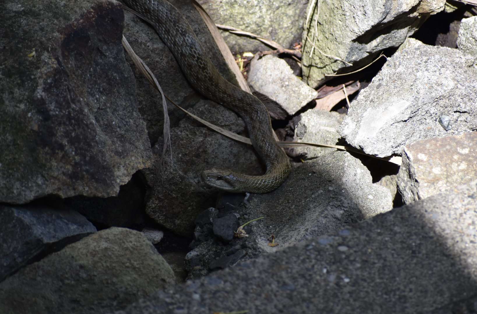 Japanese Rat Snake ~ Kasai Rinkai Bird Sanctuary