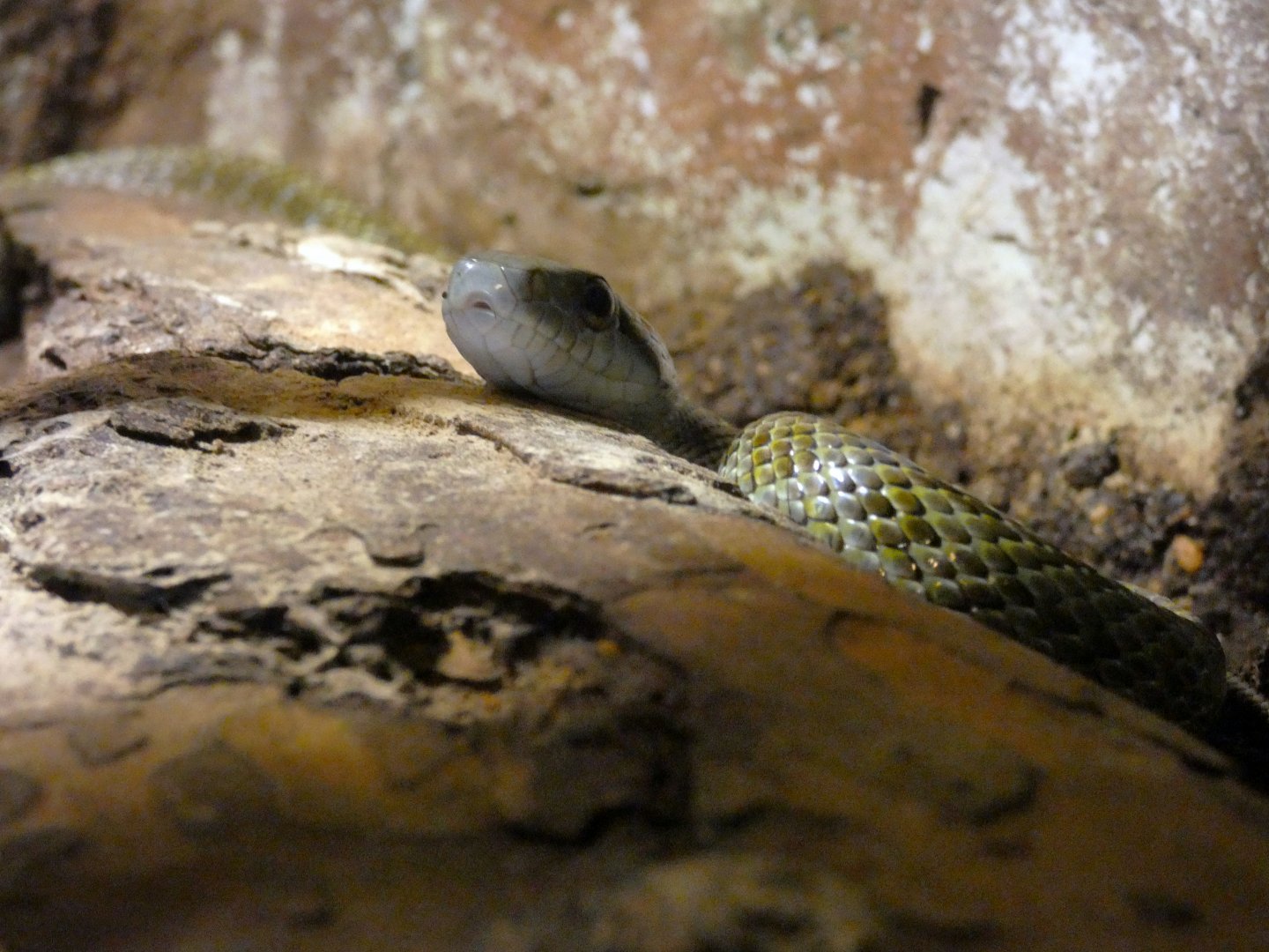 Japanese rat snake